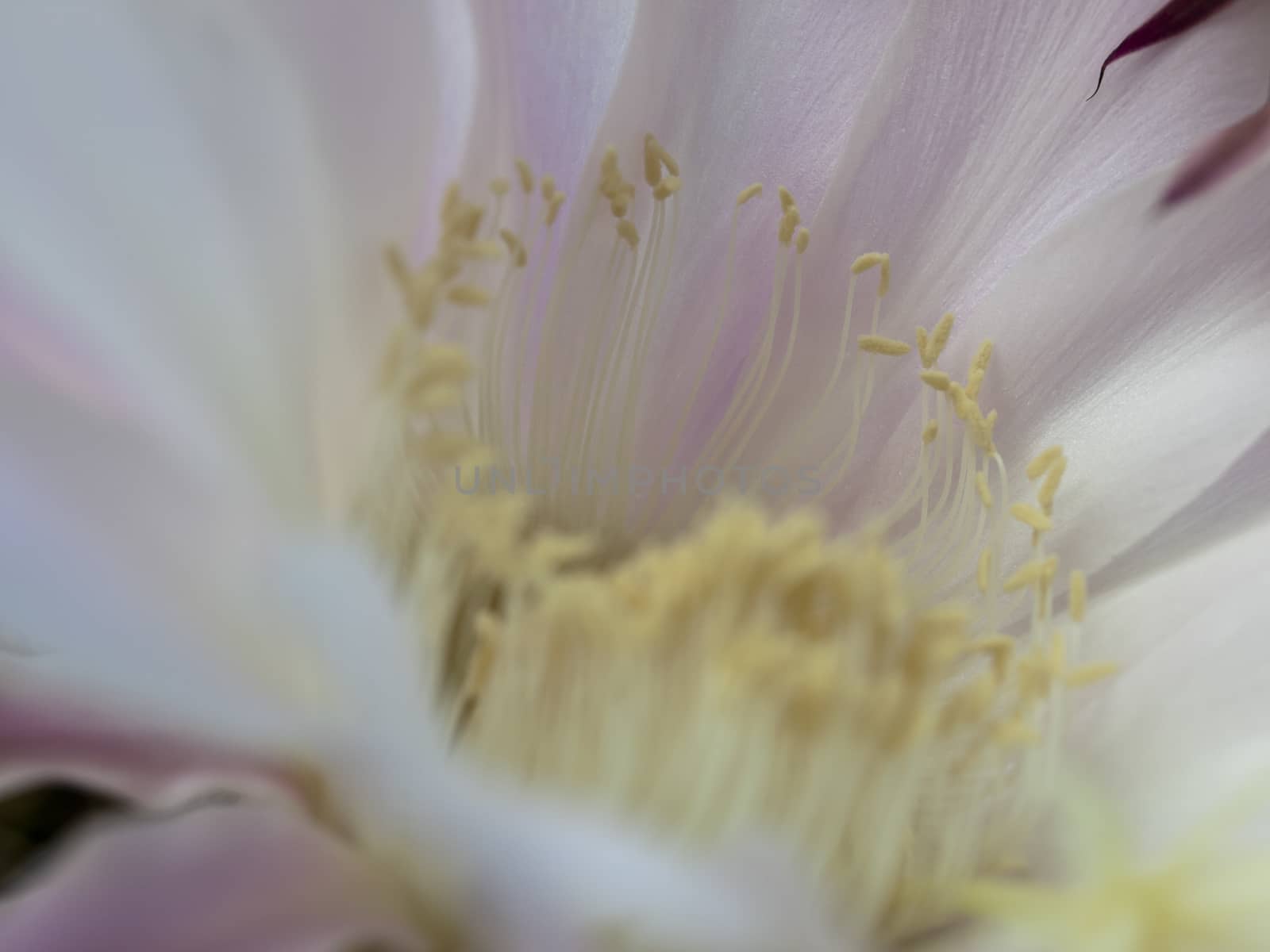 flower of violet easter lily cactus closeup