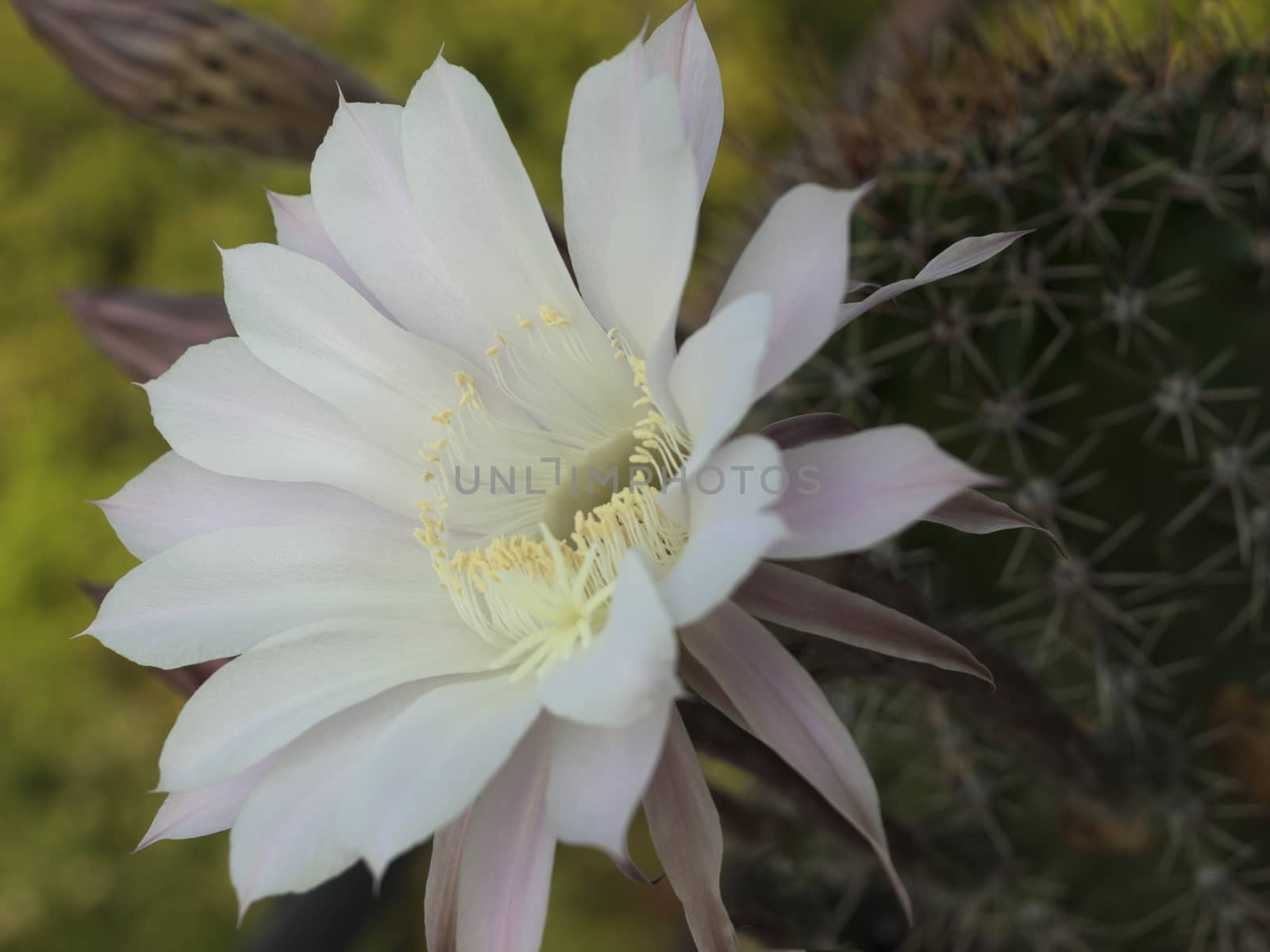 flower of cactus closeup by Trala
