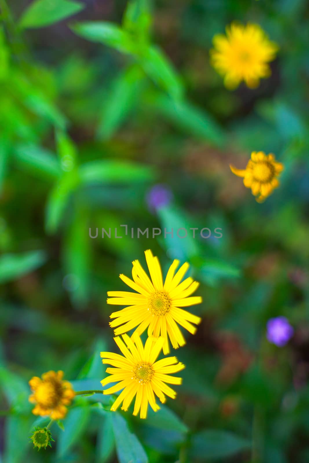 Close up of yellow flowers in the garden