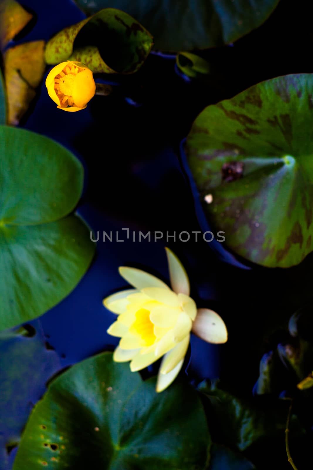 Close up of nymph in the pond