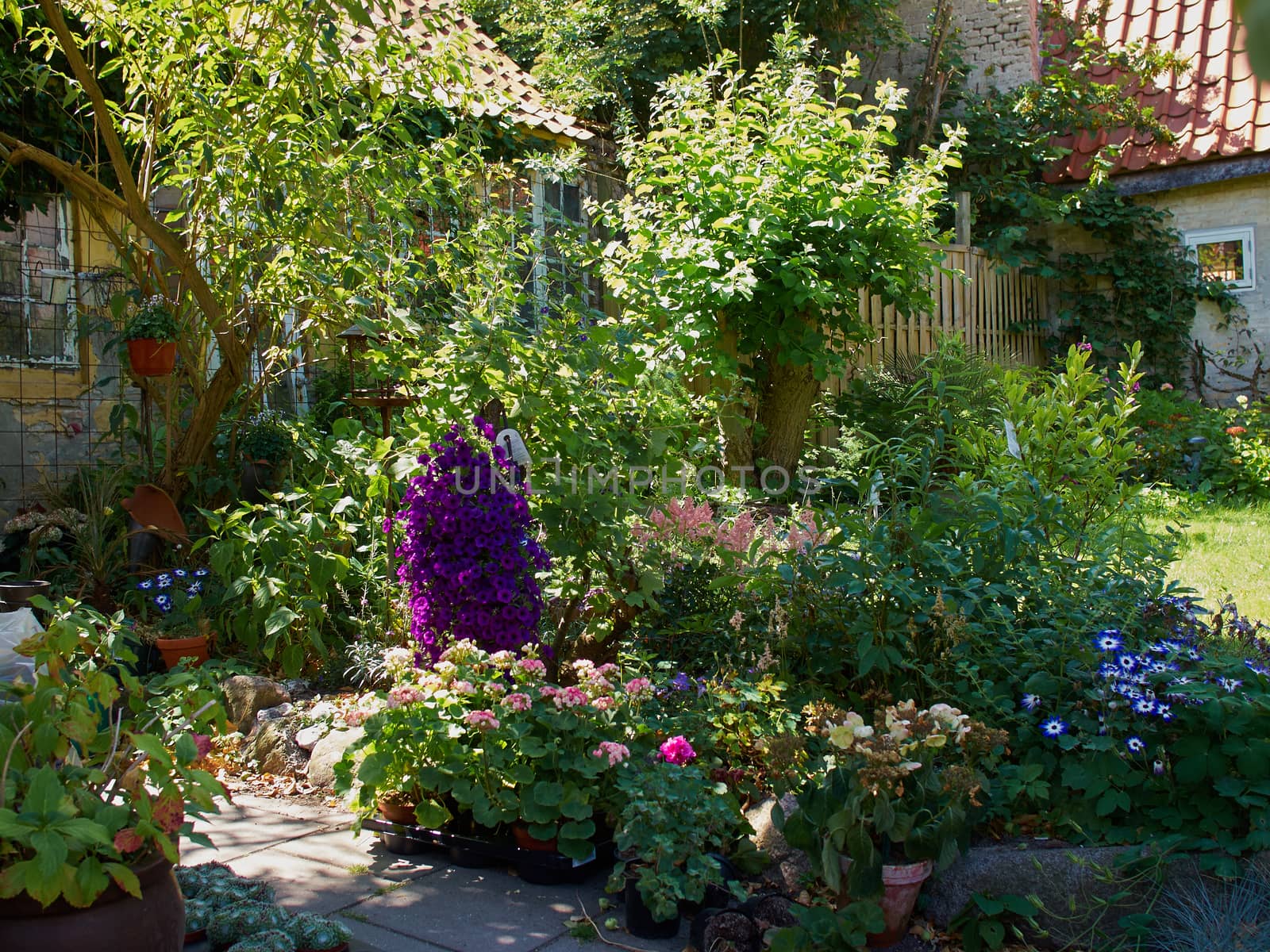 Attractive Blooming Country Style English UK Garden