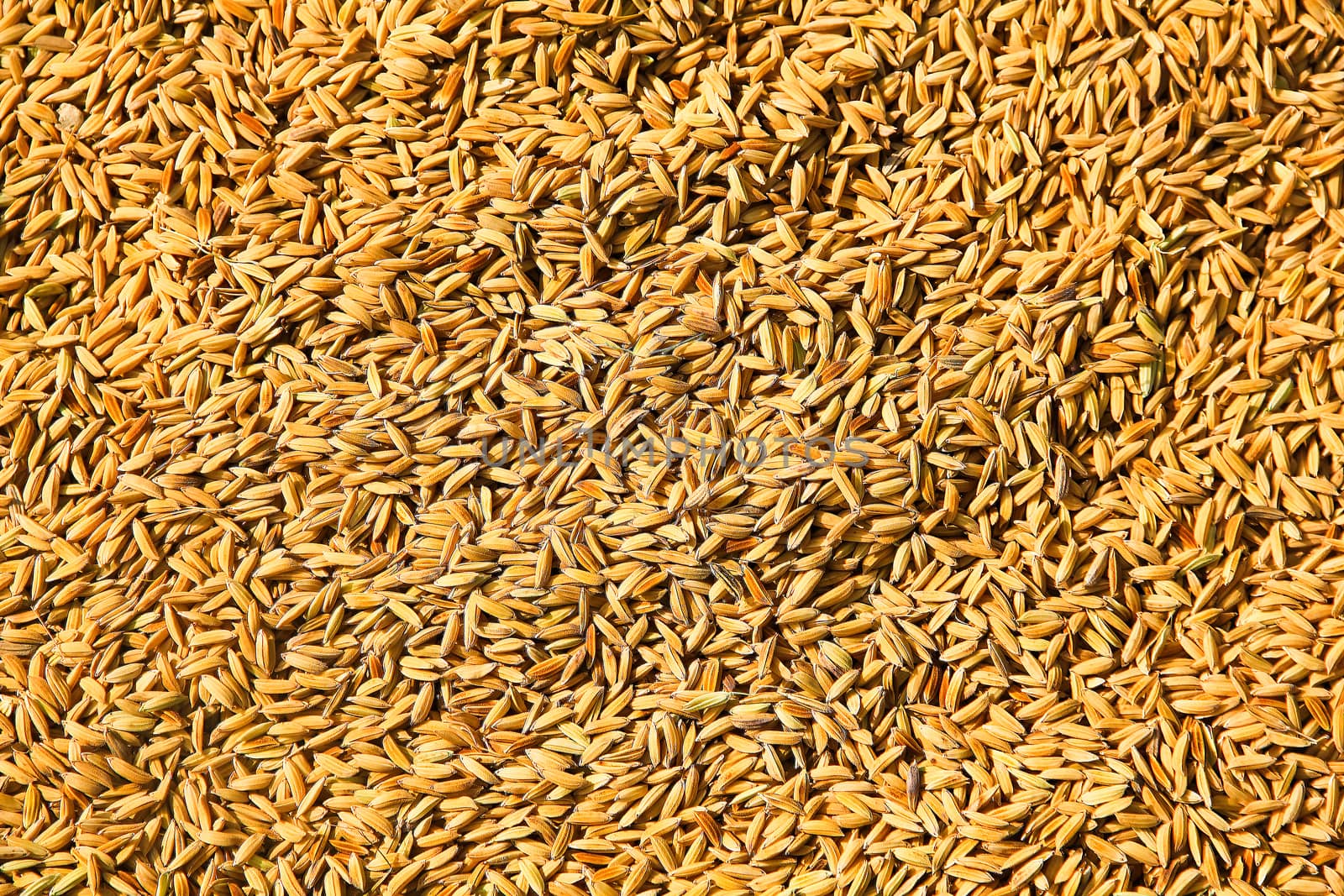 rice seed close-up by nitimongkolchai