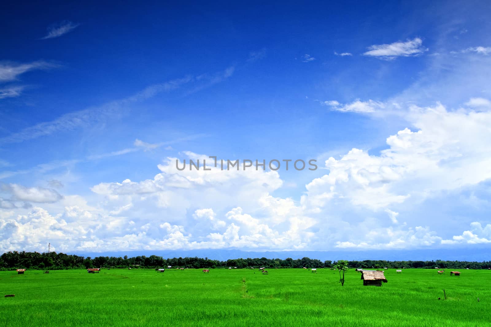 field of grass and perfect sky  by nitimongkolchai