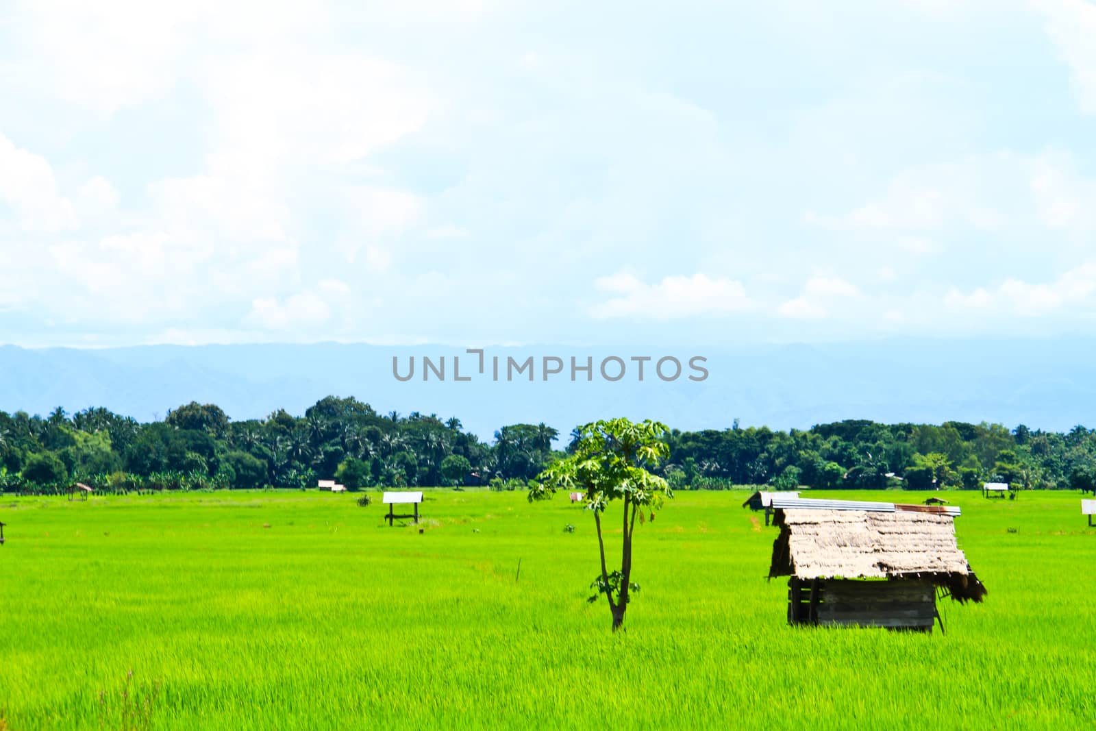 field of grass and perfect sky by nitimongkolchai