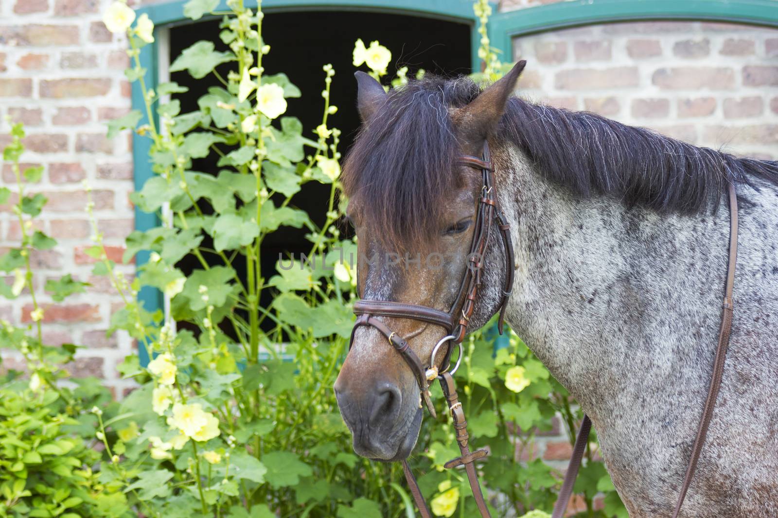 horse head