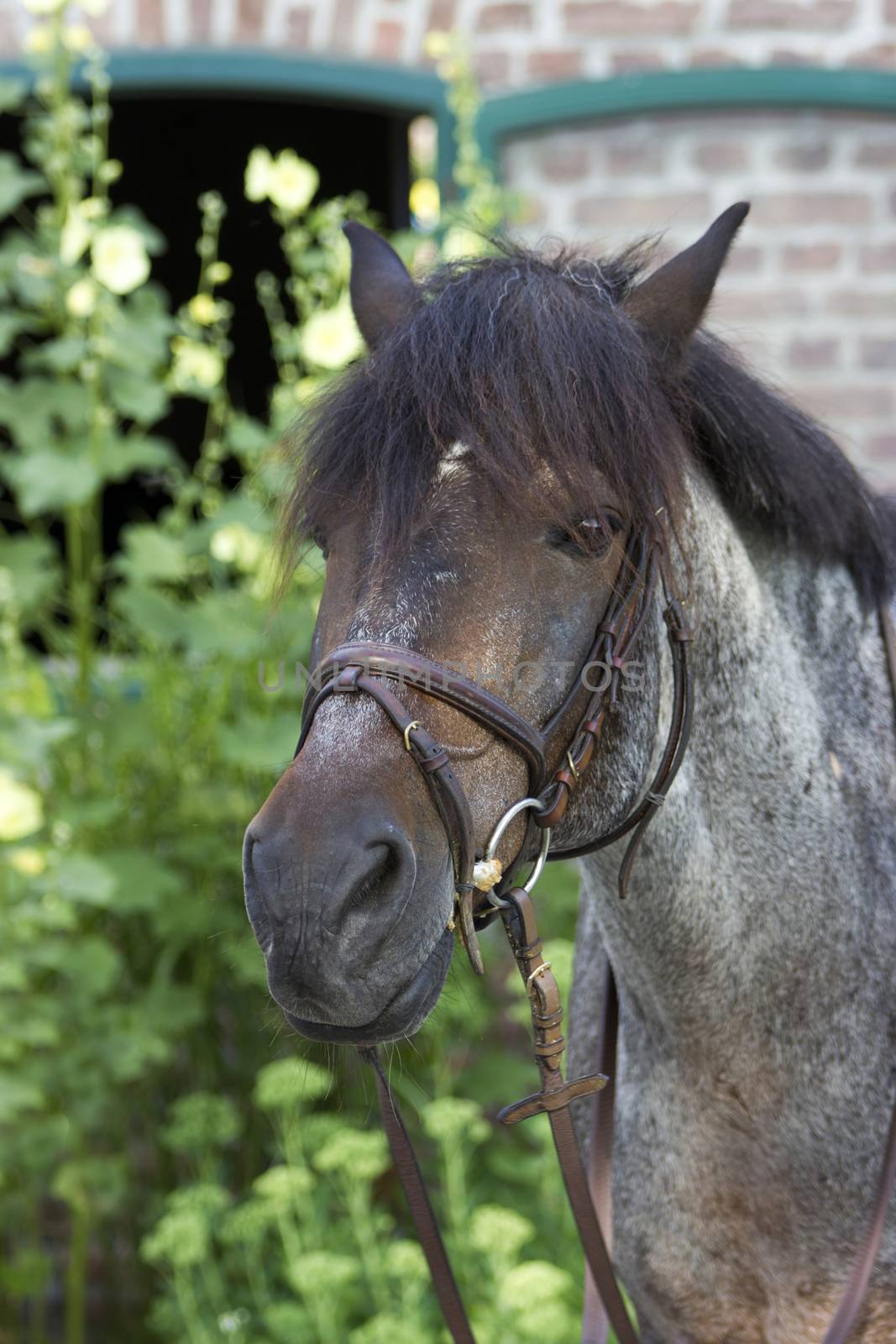 horse head by miradrozdowski