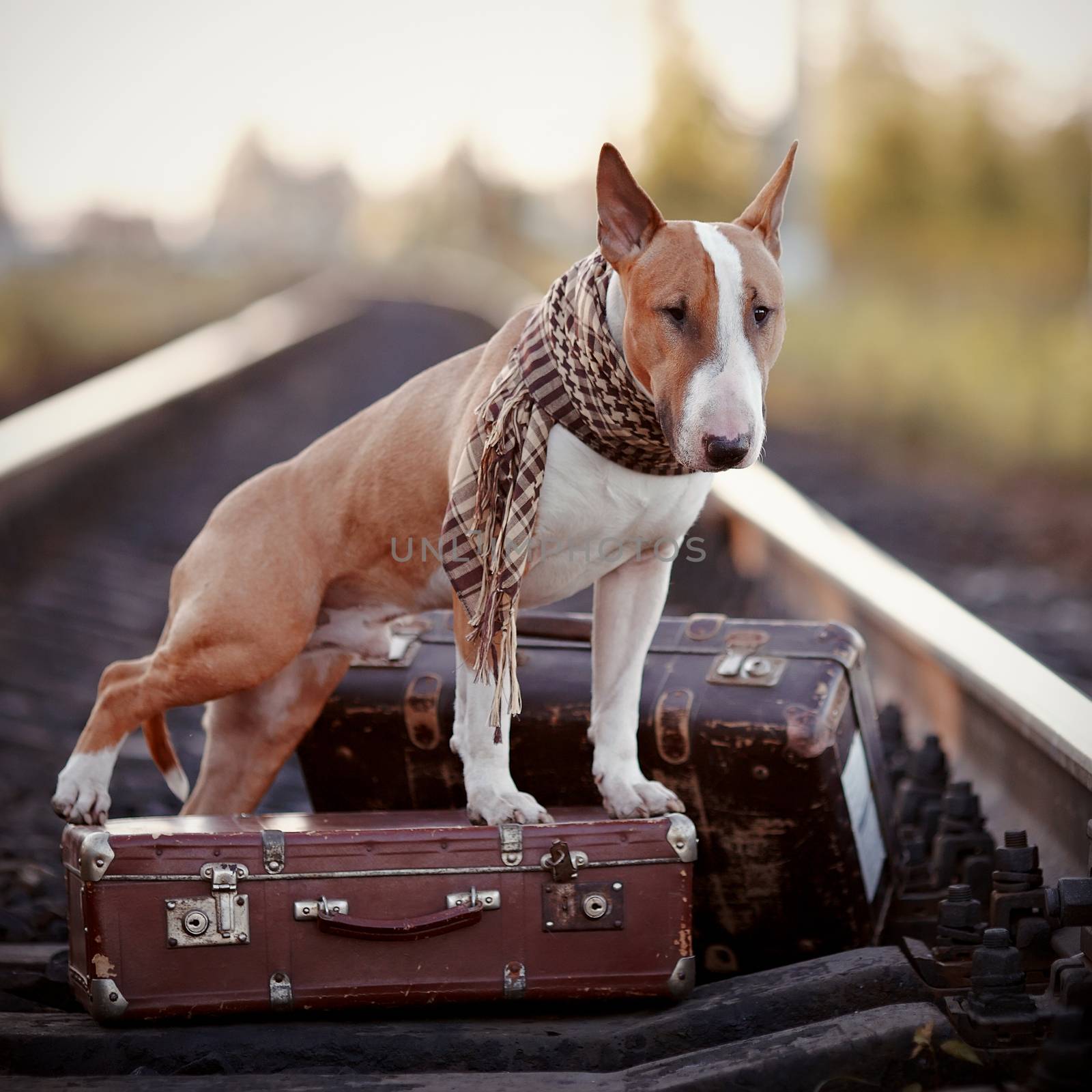 The bull terrier looks for the house. The dog waits for the owner. The lost dog. Bull terrier on the road. Dog on rails. Dog with suitcases.