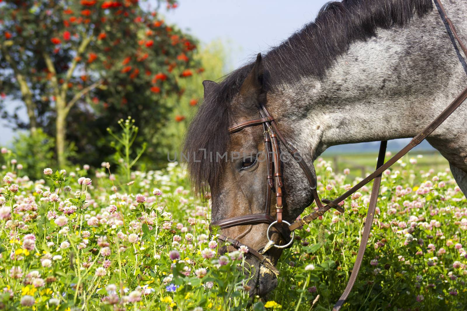 grazing horse in a meadow by miradrozdowski