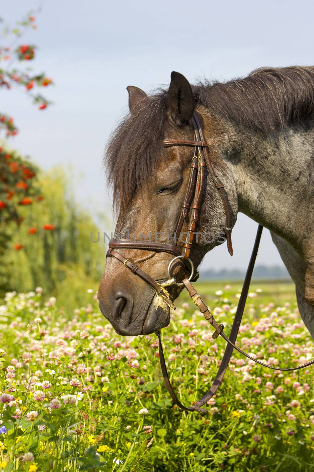 horse head by miradrozdowski