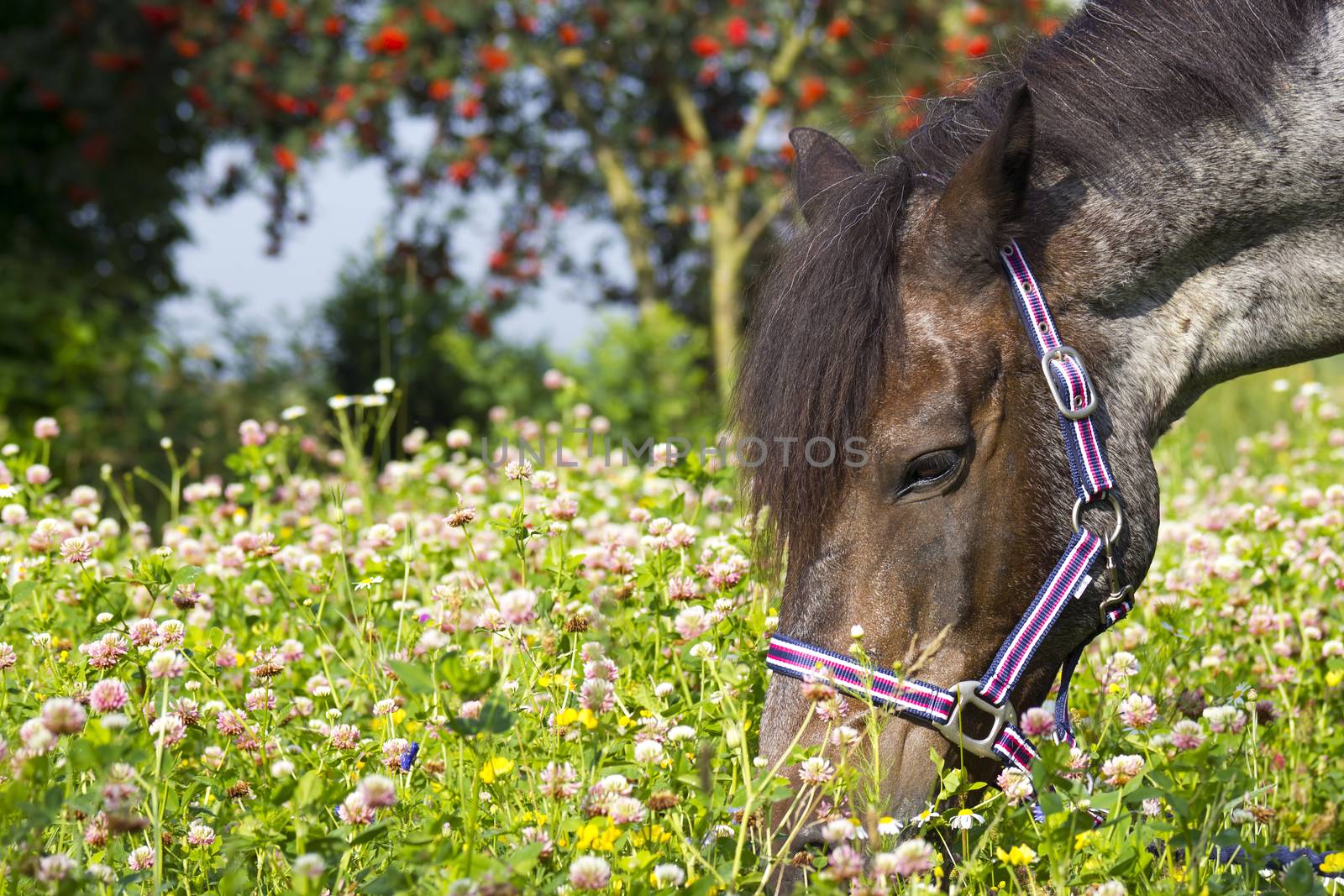 grazing horse in a meadow  by miradrozdowski