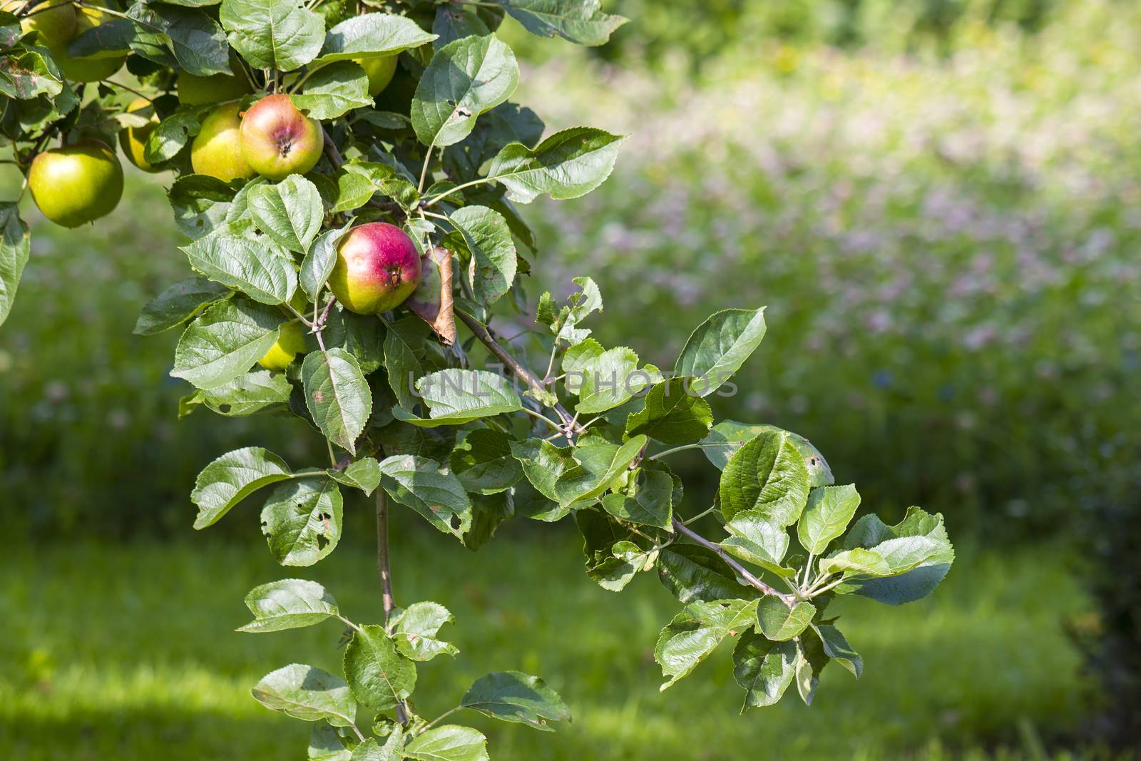 apples on apple tree branch  by miradrozdowski