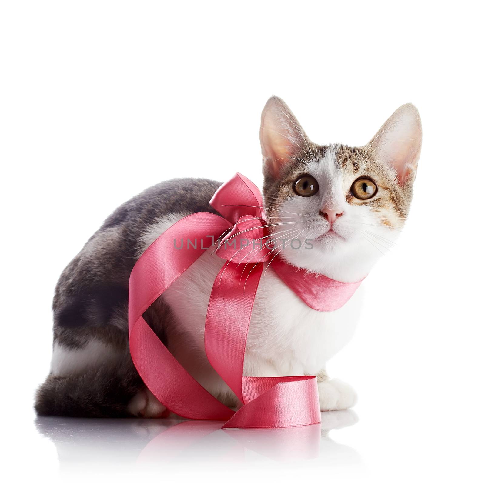 Kitten with a pink tape. by Azaliya