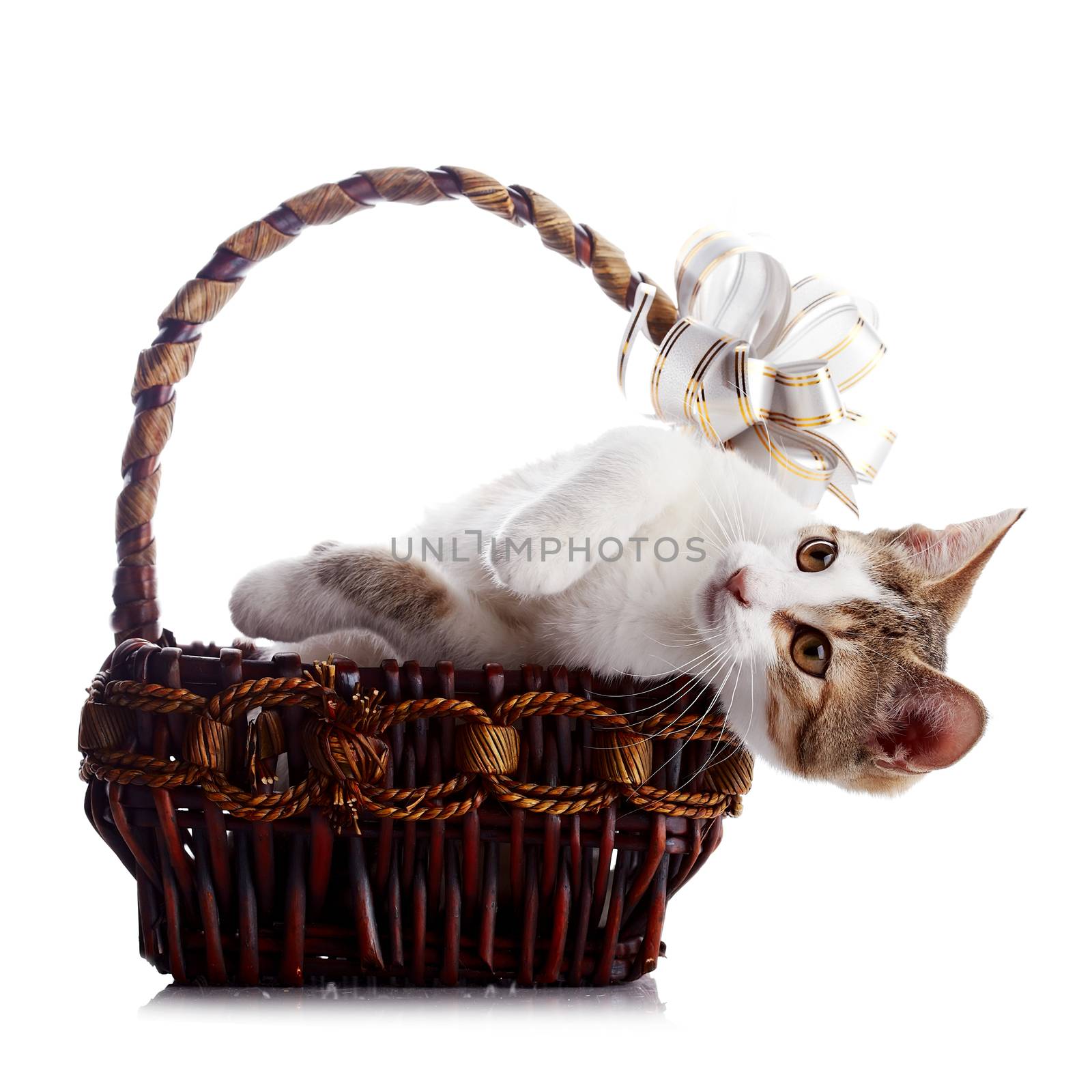 Kitten in a basket with a bow. Multi-colored small kitten. Kitten on a white background. Small predator. Small cat.