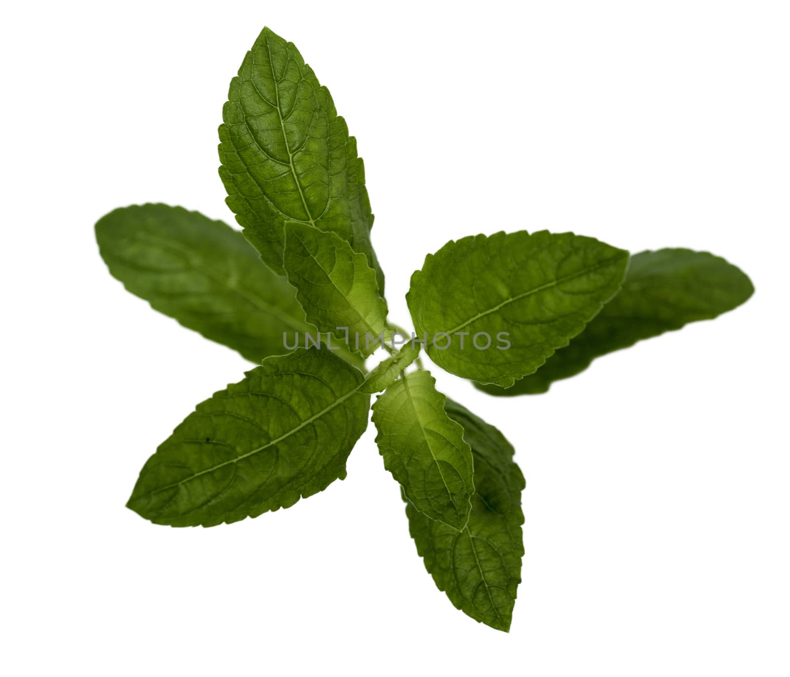 Thai basil leaves on a white background 







The White holy basil or Basil