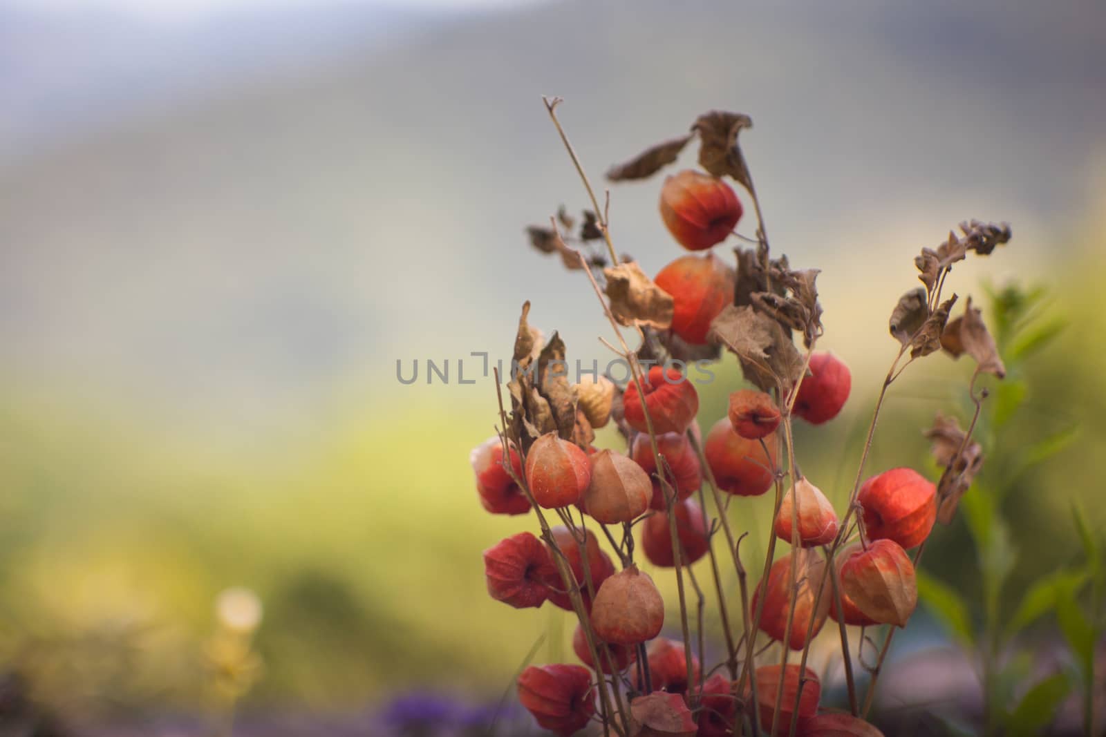 Close up of dried flowers in the garden