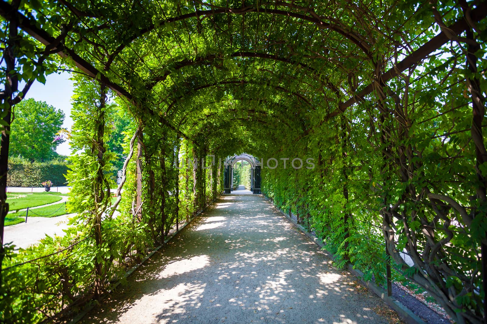 Walkway under a green natural tunnel
