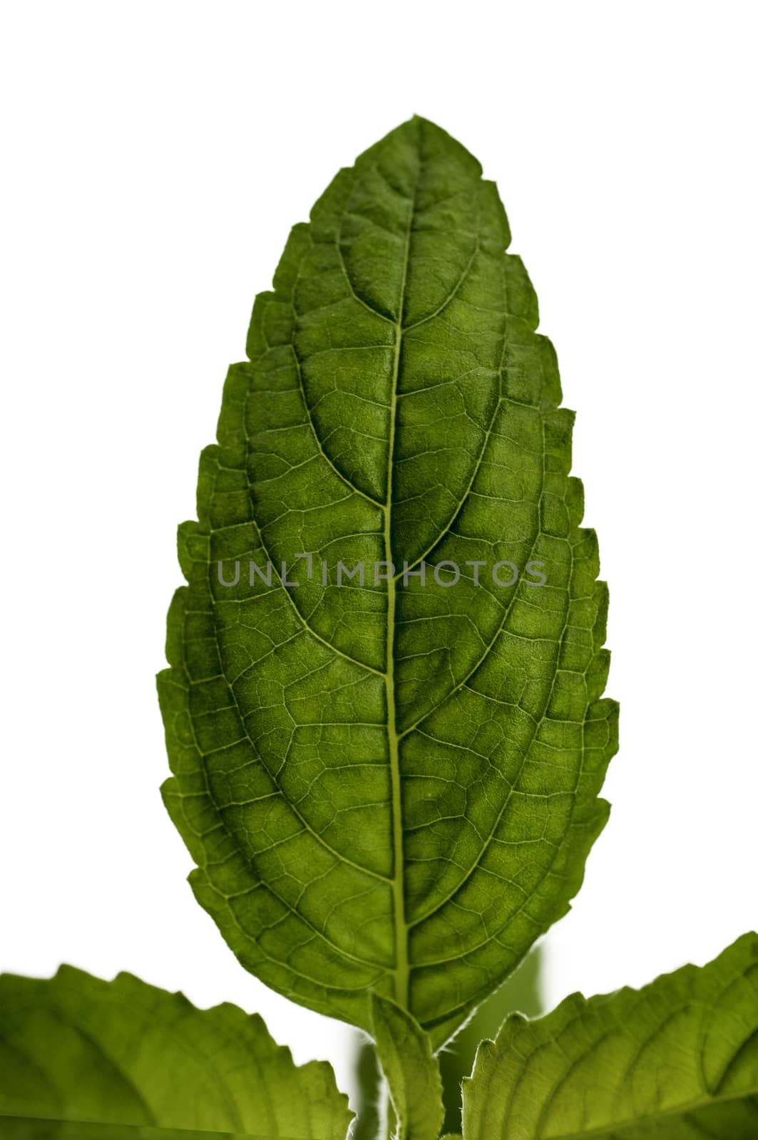 Thai basil leaves on a white background