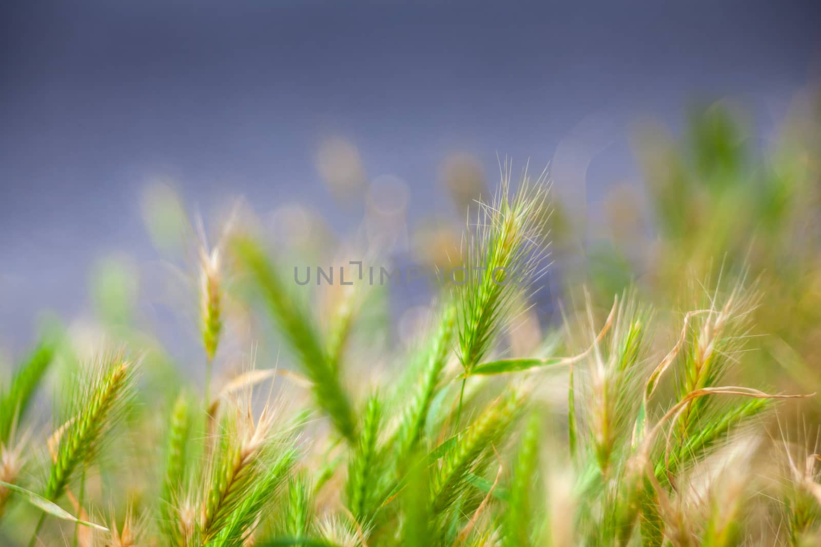 View of wall barley in the street