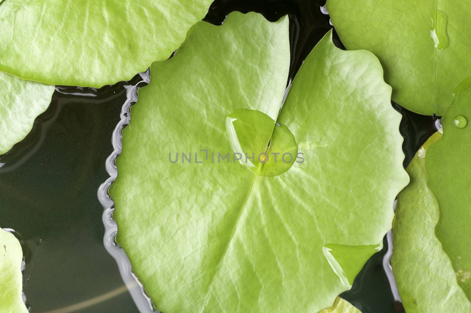 Green Lotus leaf with water drop as background.