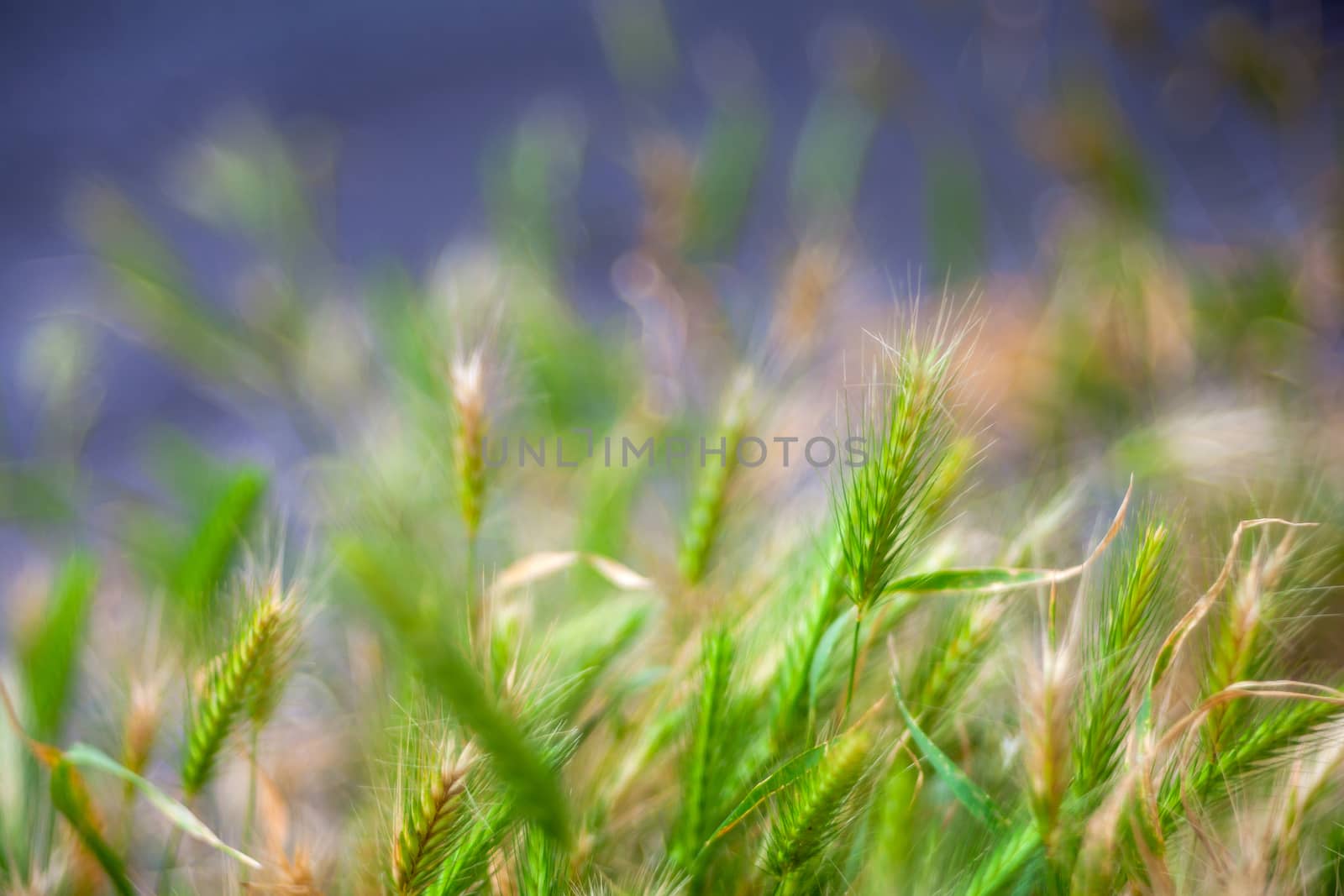 View of wall barley in the street