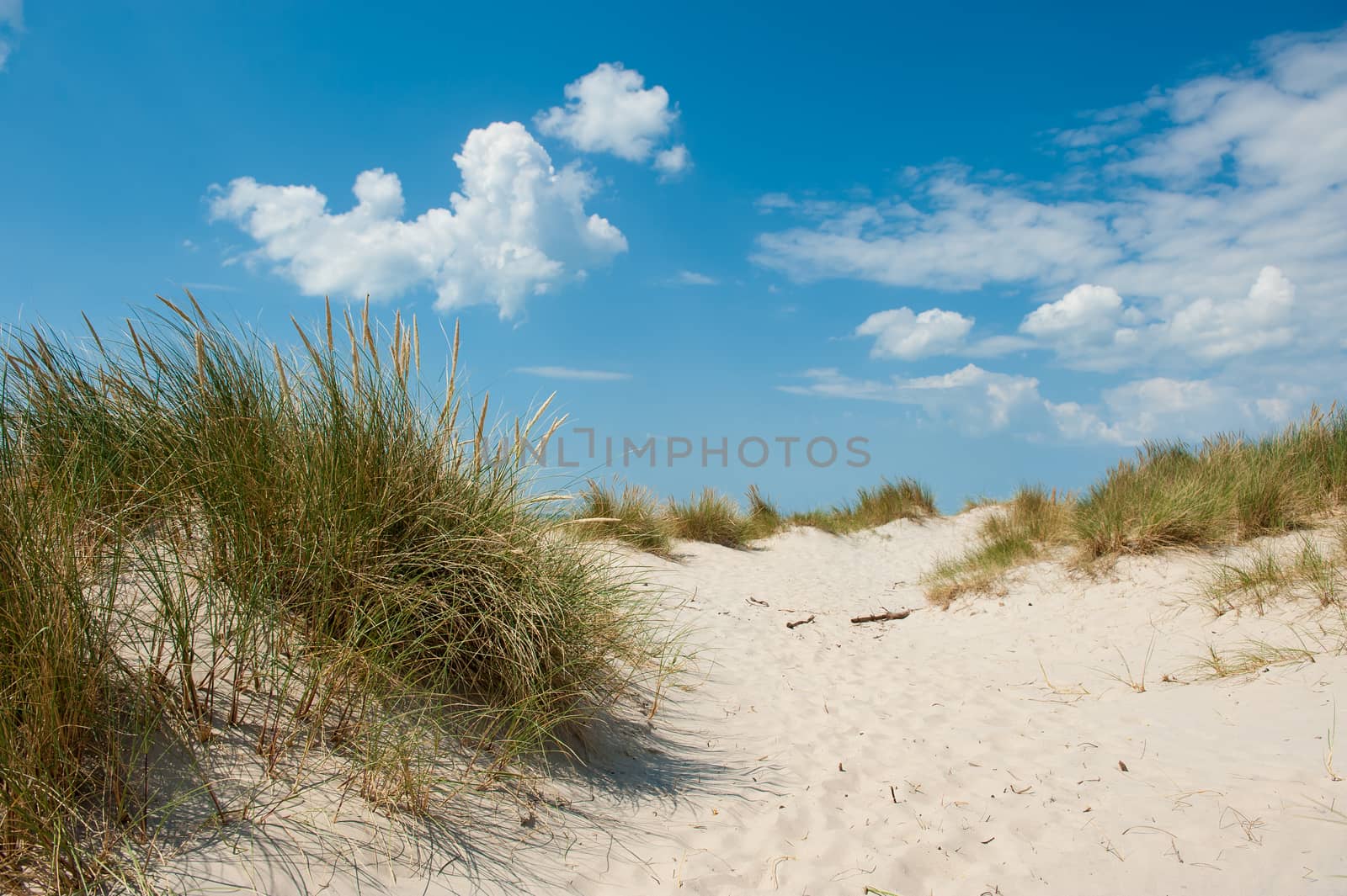 The beach in Denmark near Nymindegab