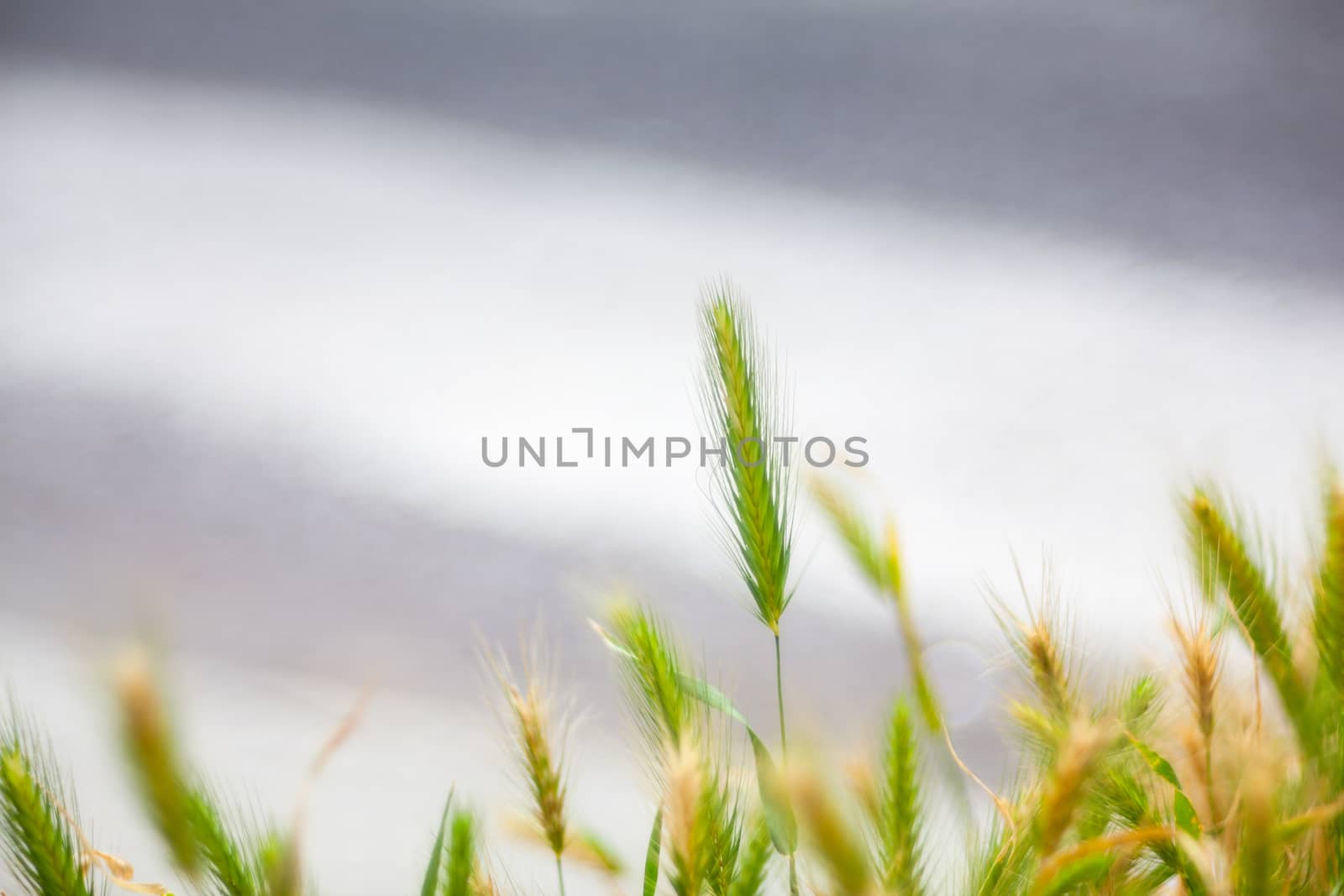 View of wall barley in the street