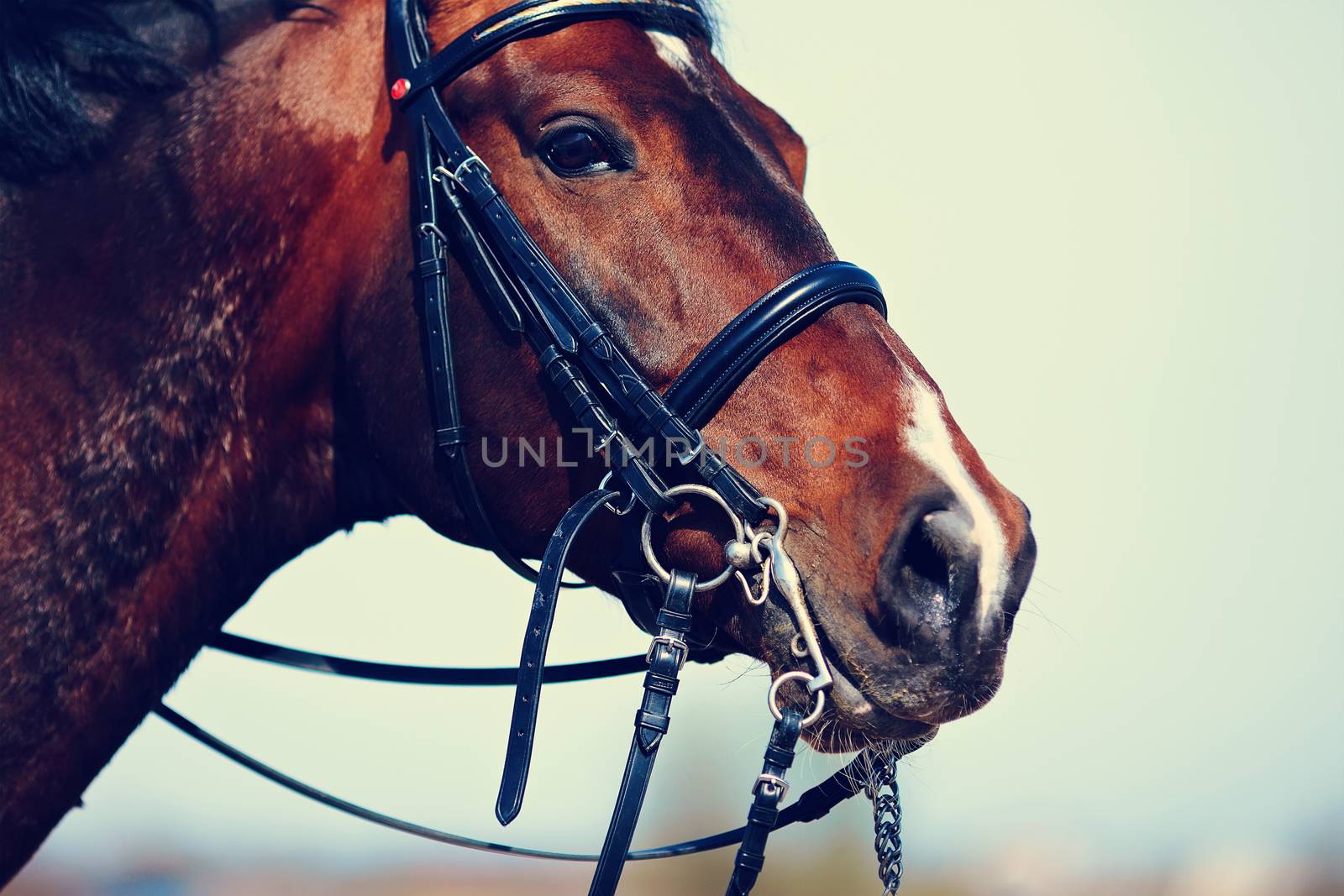 Brown stallion. Portrait of a sports brown horse. Riding on a horse. Thoroughbred horse. Beautiful horse.