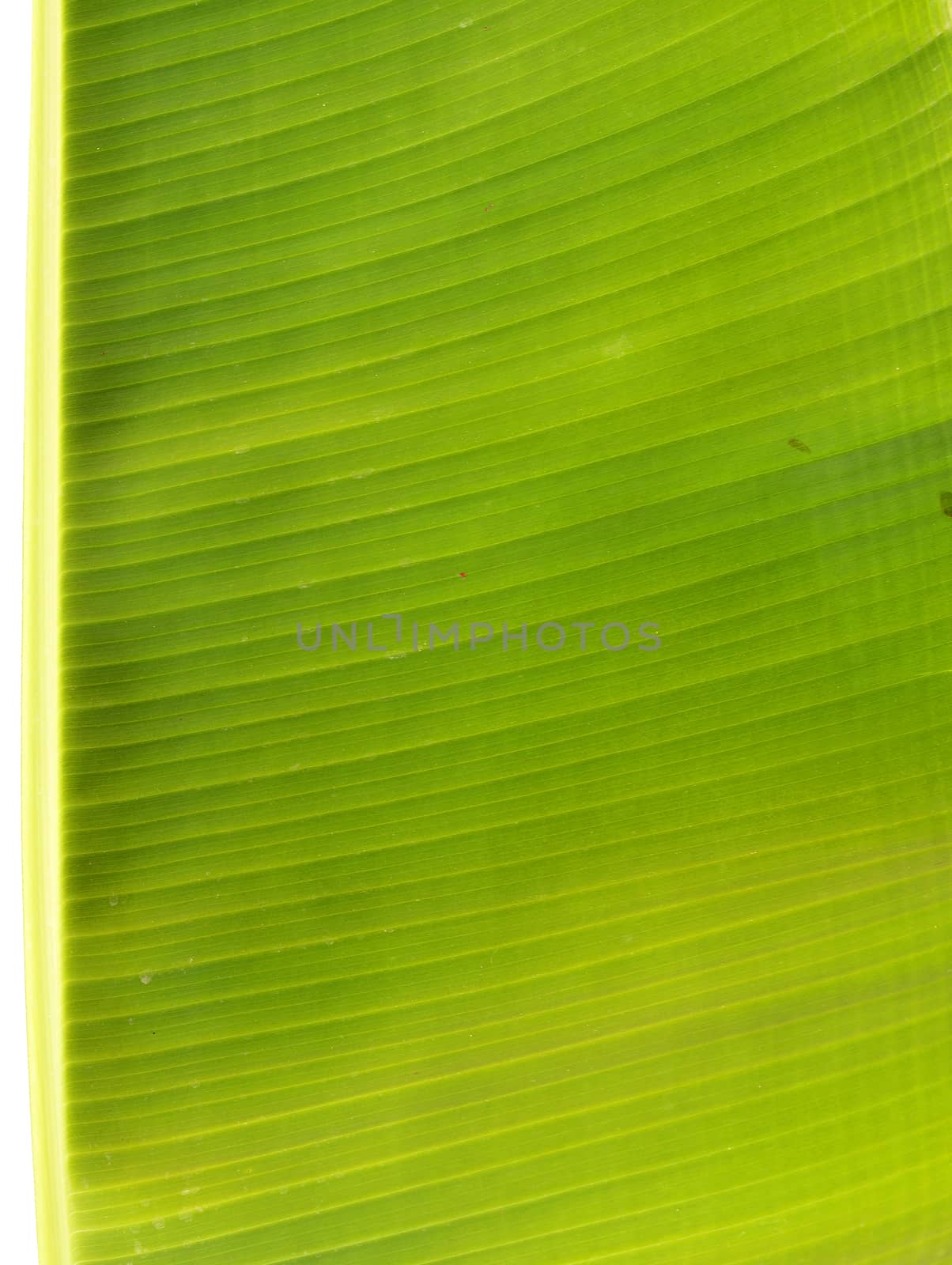 Backlit fresh green palm leaf by cherezoff