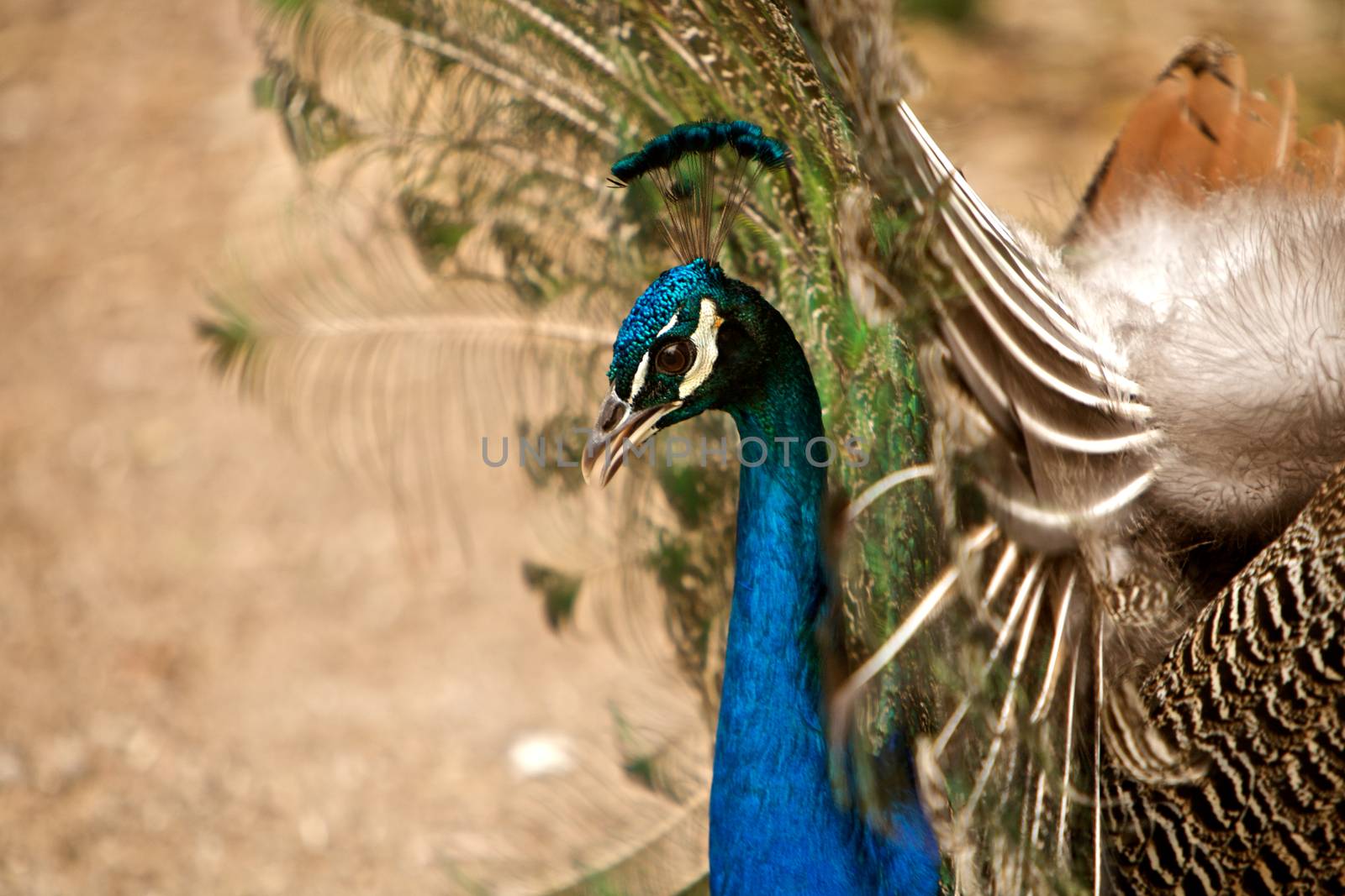 Beautiful peacock displaying his feathers