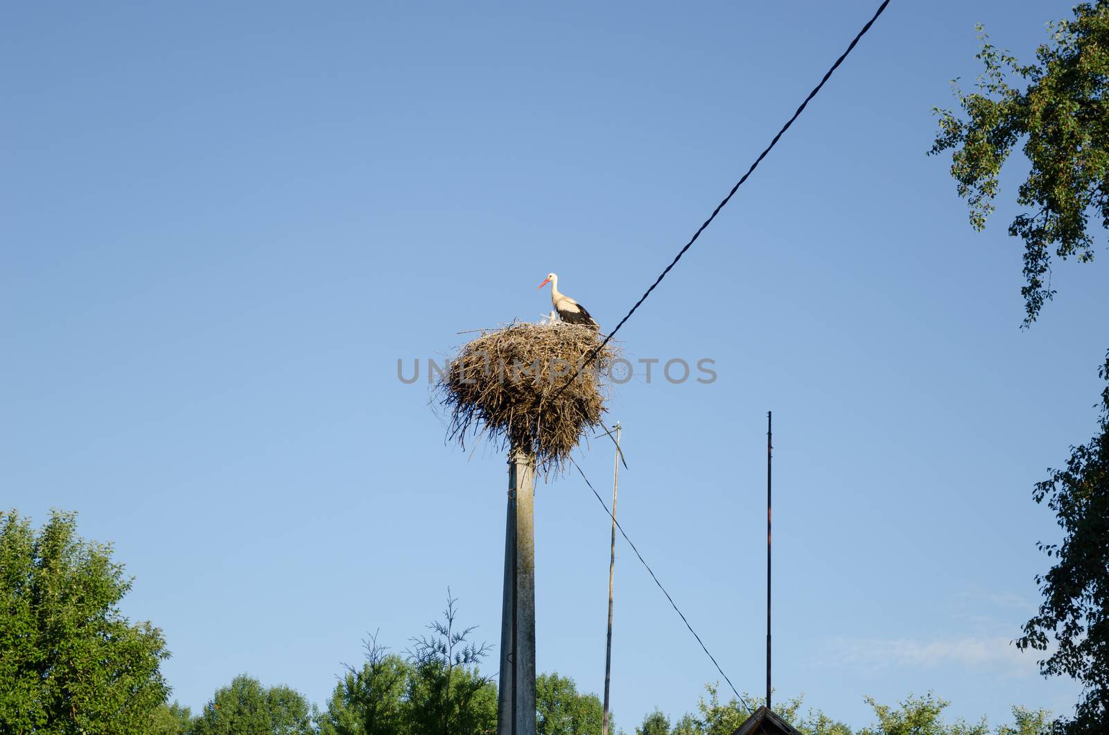 nest with stork on electric pole on blue sky background