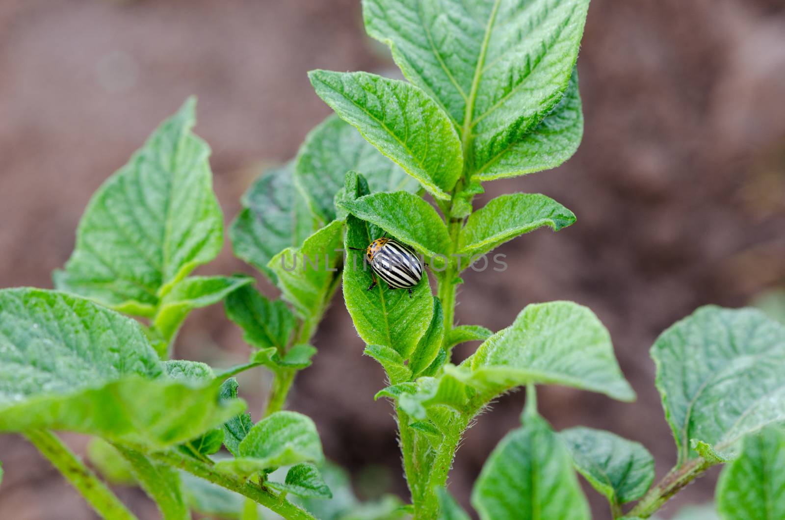 colorado beetle bug move on potato plant leaves by sauletas