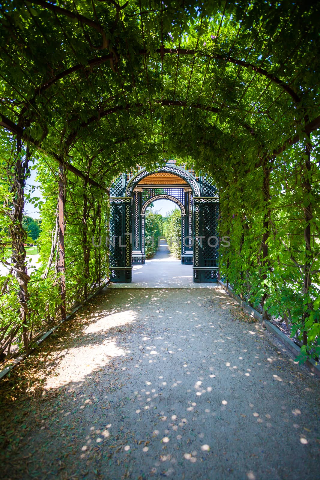 Walkway under a green natural tunnel