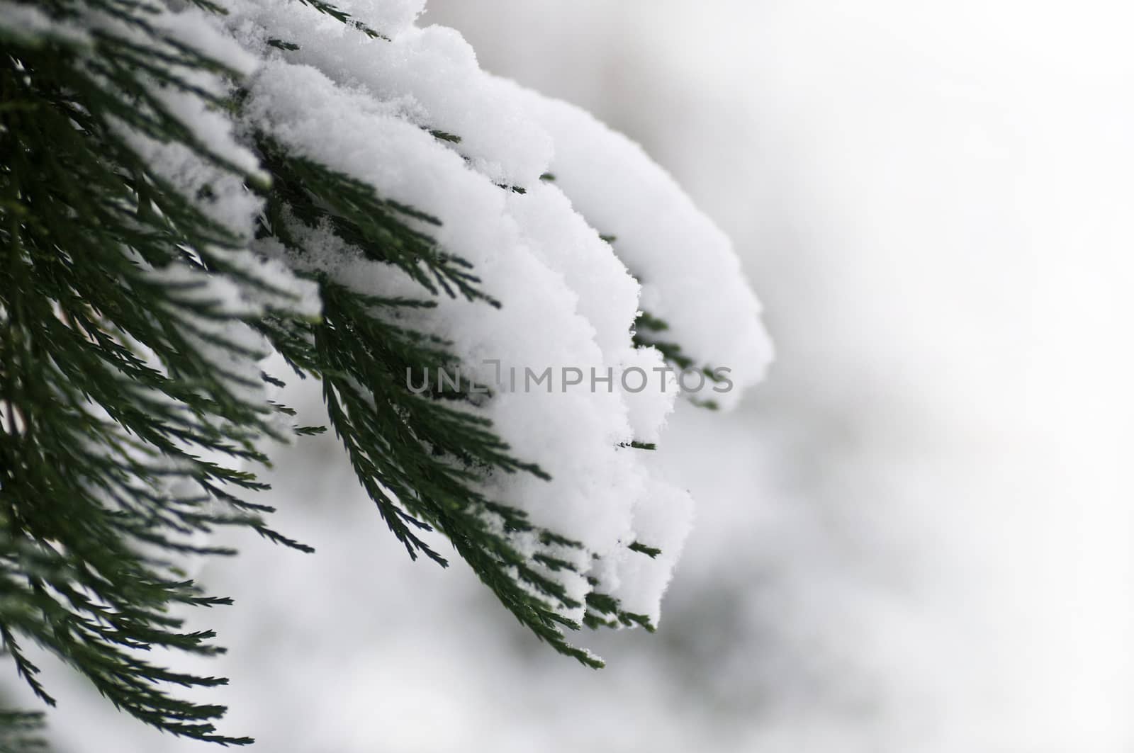 forest in the snow by NeydtStock