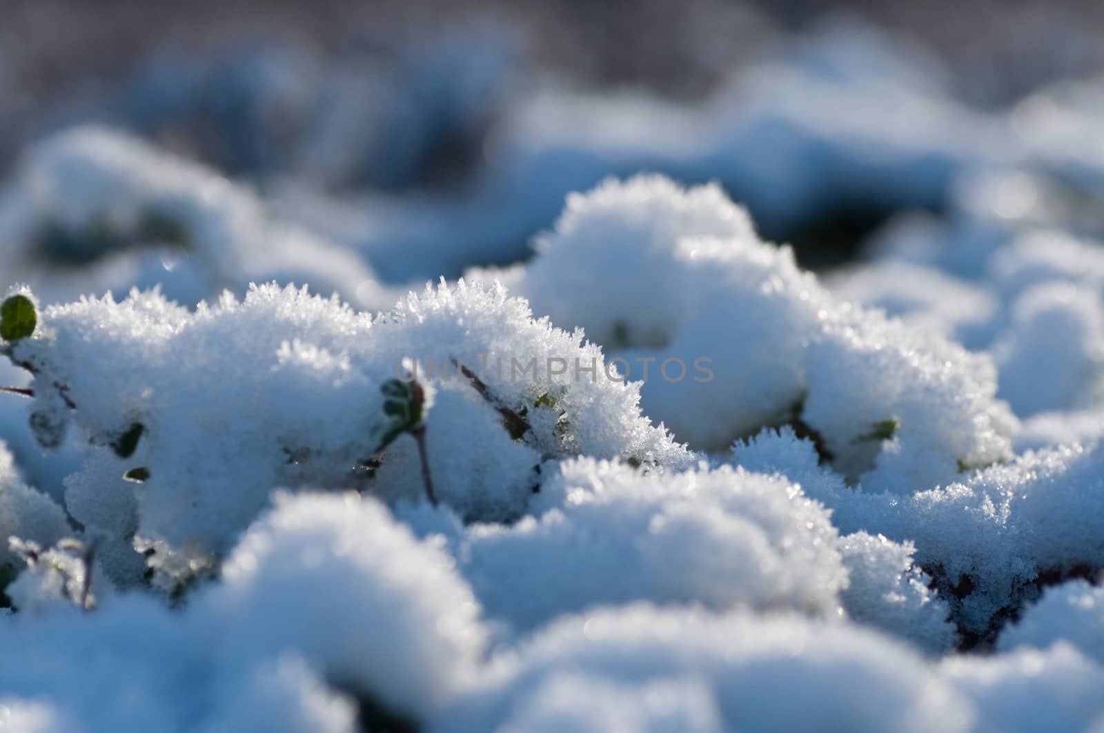 winter background - snow texture closeup