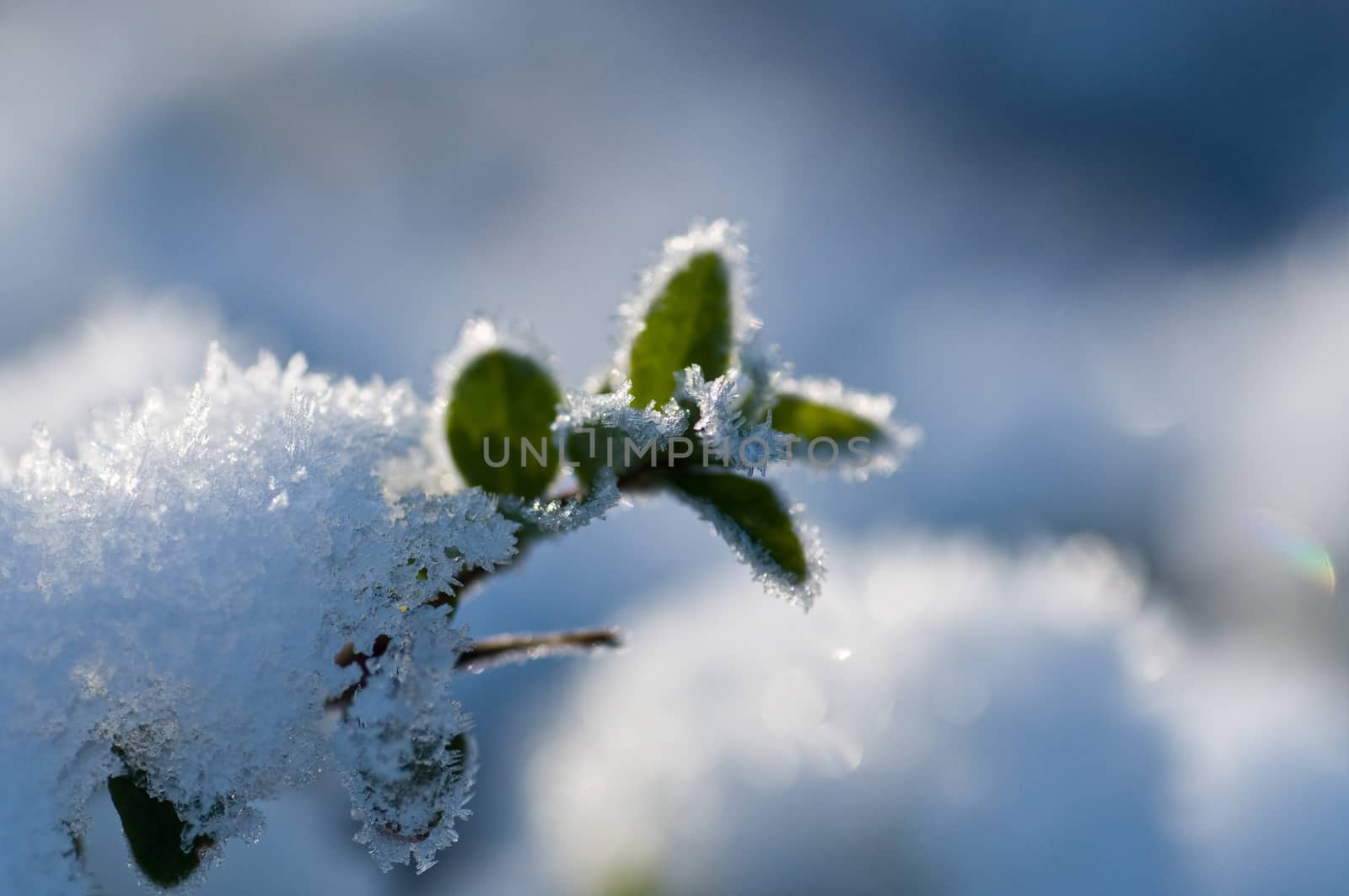 plant in the snow by NeydtStock