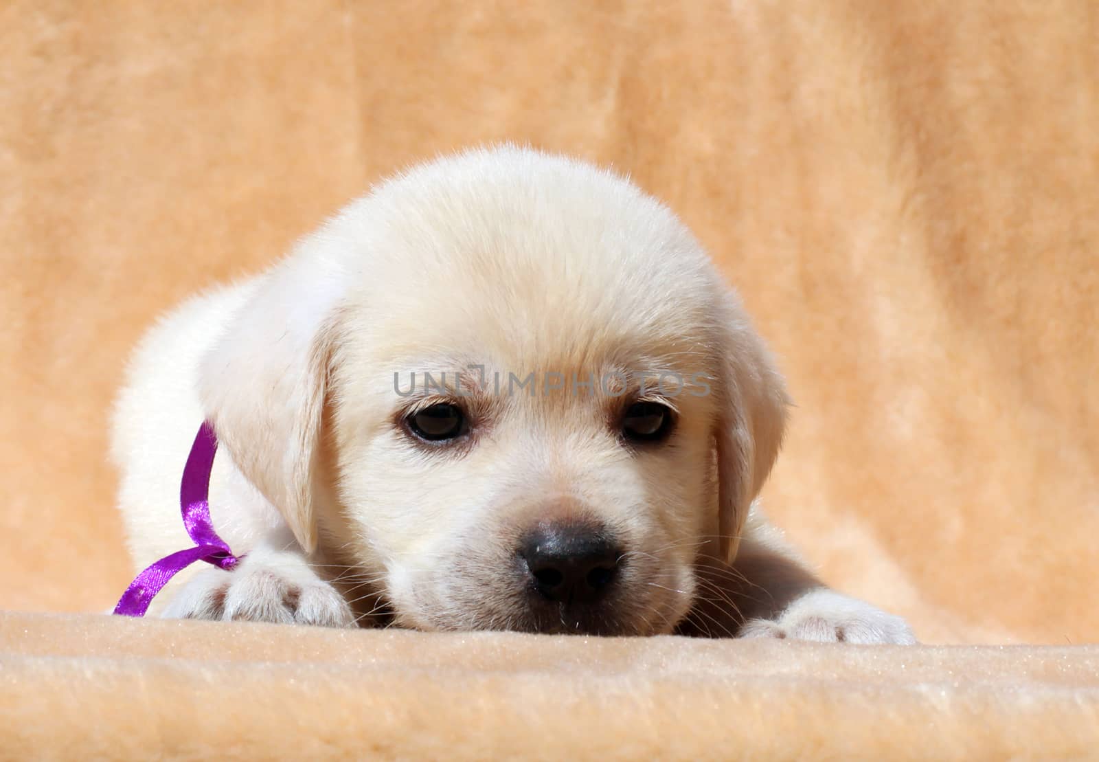 yellow labrador puppy laying on yellow background close up
