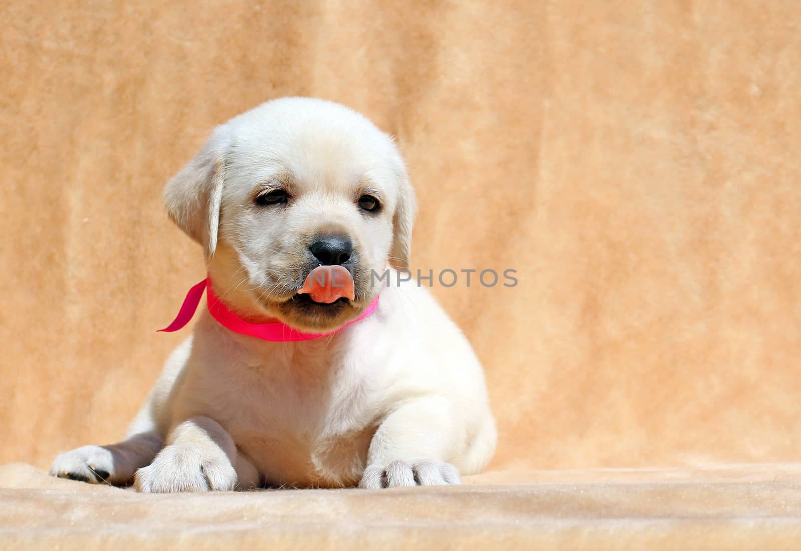 pretty yellow labrador puppy laying on yellow background close up