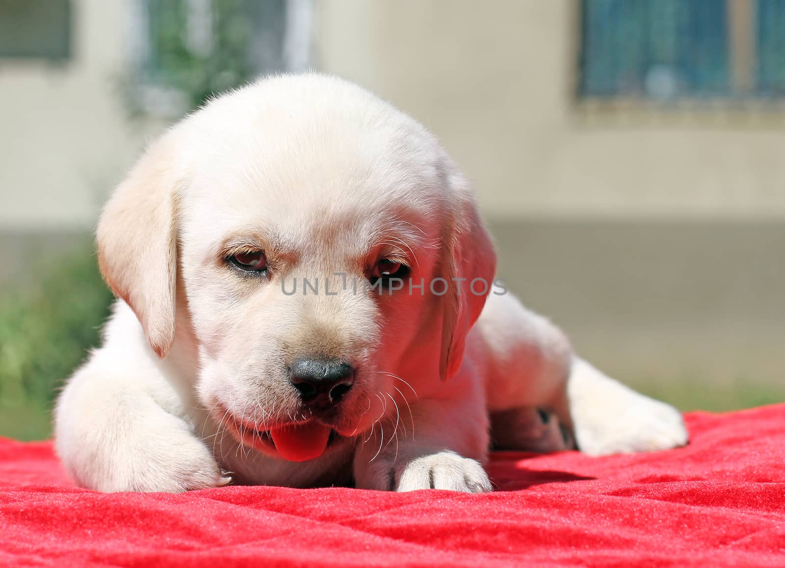 happy yellow labrador puppy laying on red