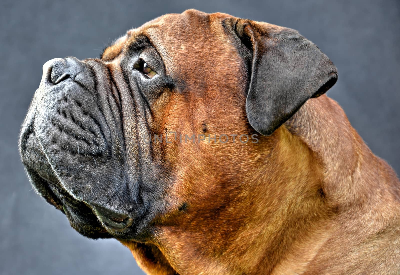 pure bred bullmastiff dog portrait close-up on dark background by Viejo