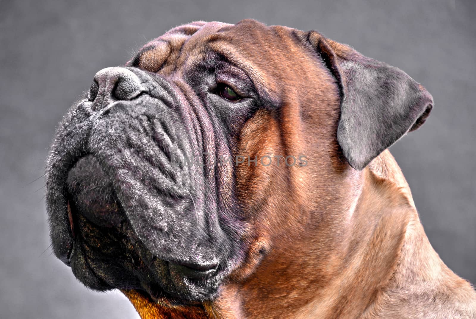 Pure bred bullmastiff dog portrait close-up on dark background.