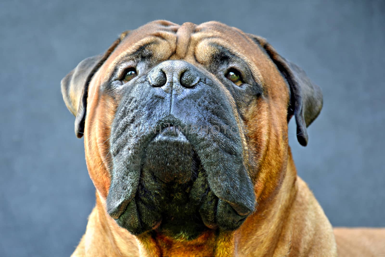 Pure bred bullmastiff dog portrait close-up on dark background.