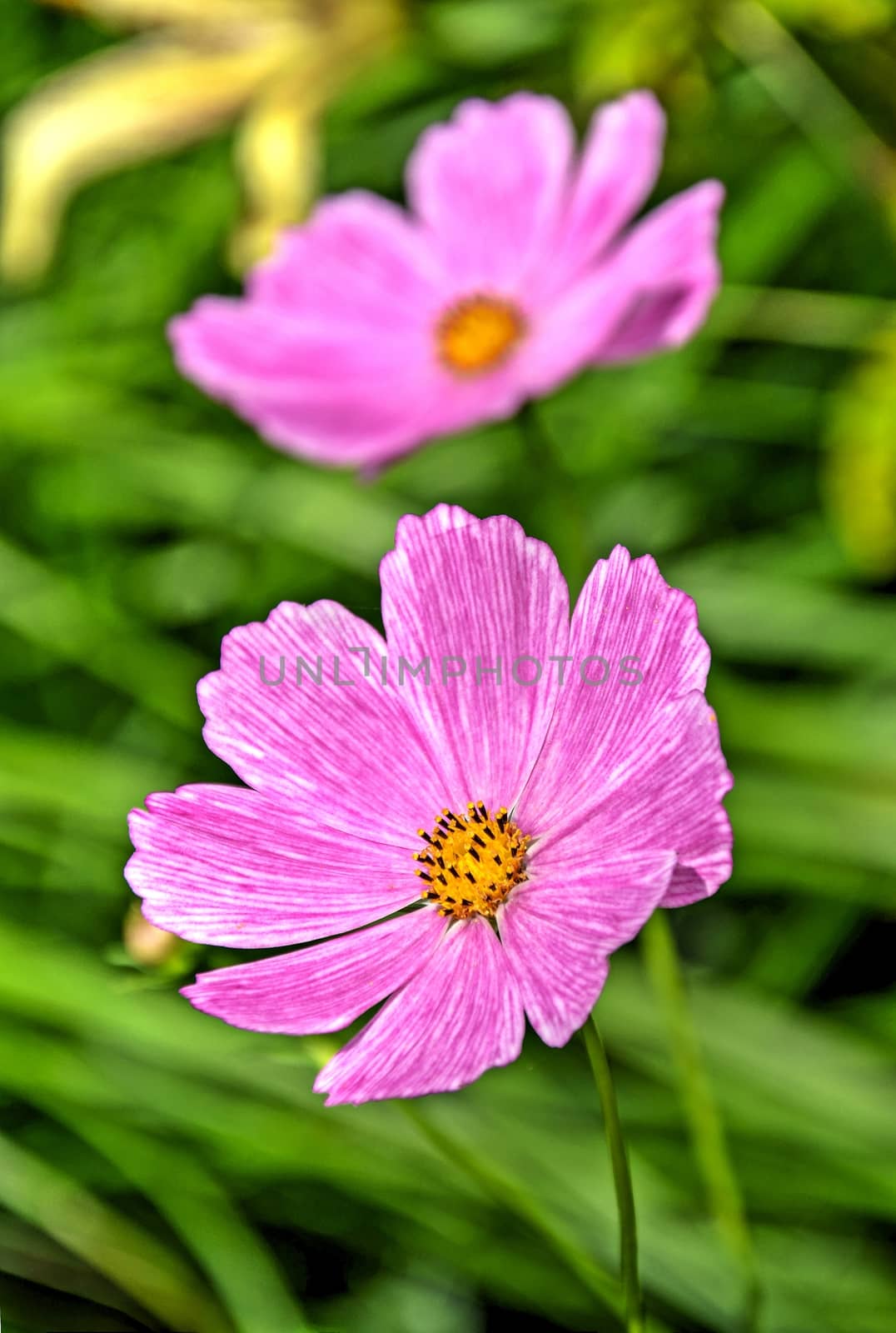 Two pink cosmos or mexican aster (cosmos bipinnnatus) flowers close up taken on a blurry green background.