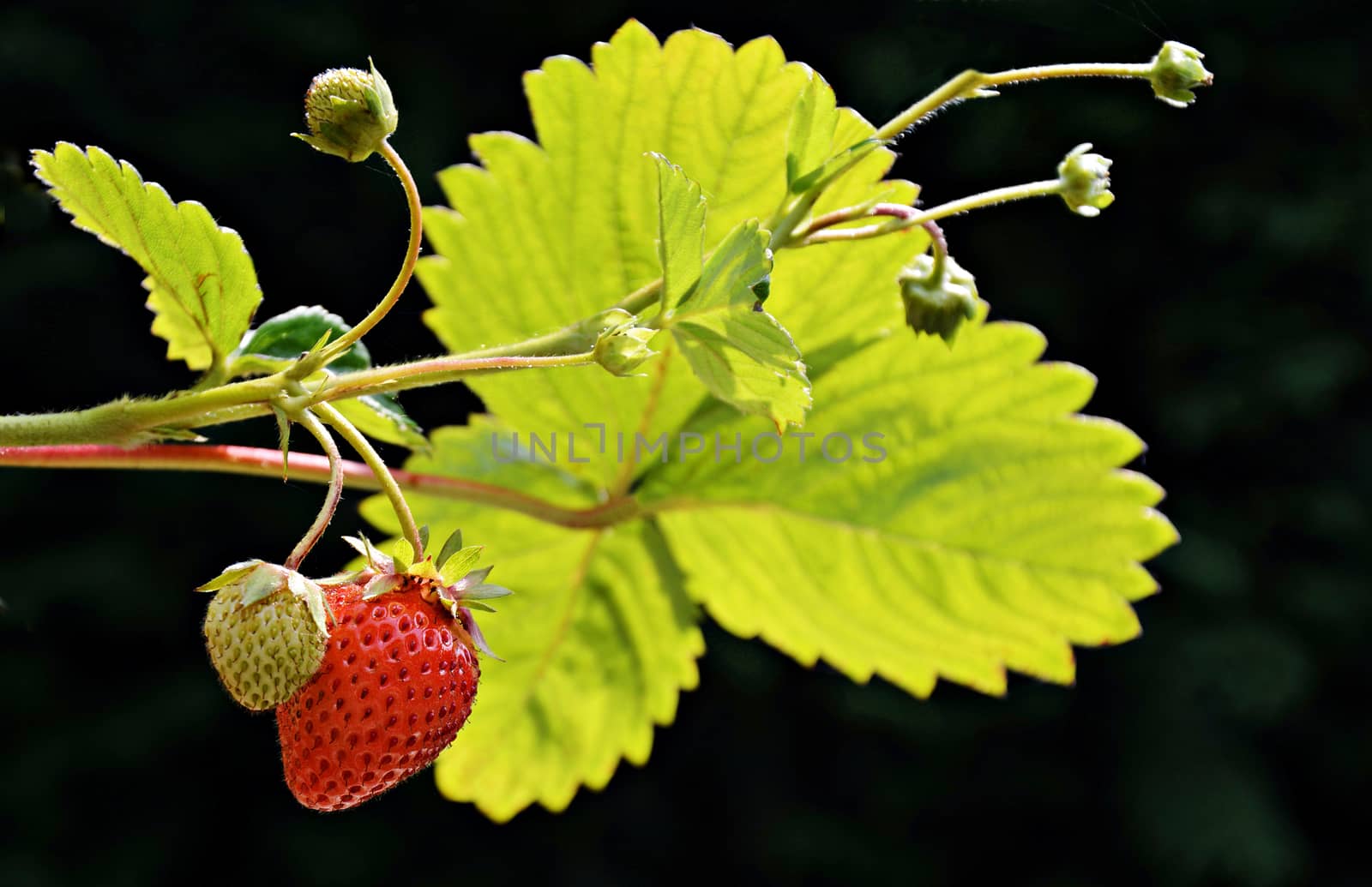 A two strawberries grow on a branch. One is ripe and ready to be picked, the other one will be ripe soon. Photo was taken on a dark background.