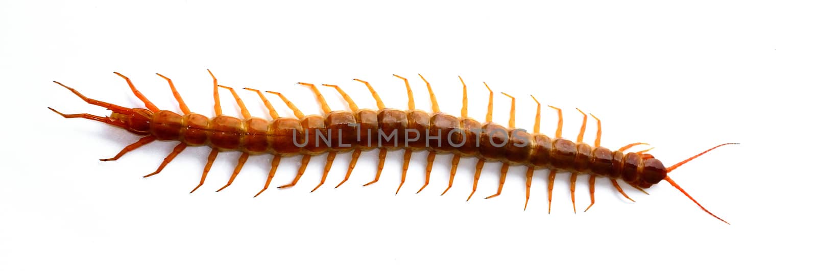 Centipede isolated by pixbox77