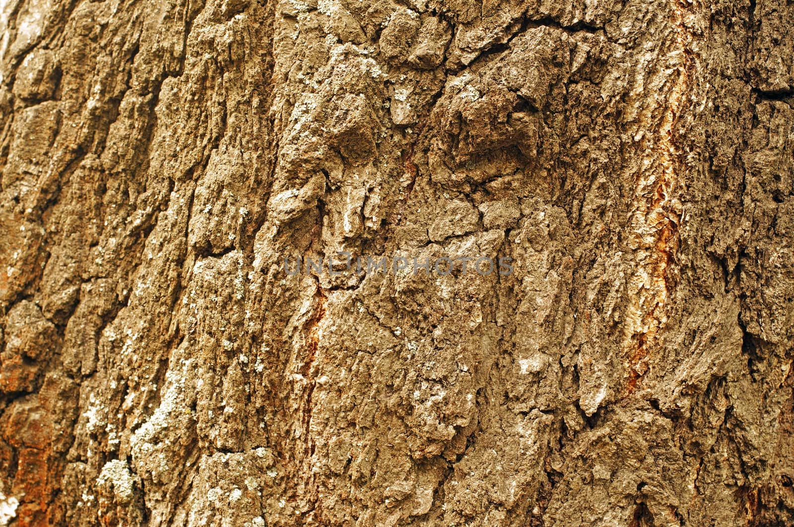 Ancient birch trunk texture as background                               