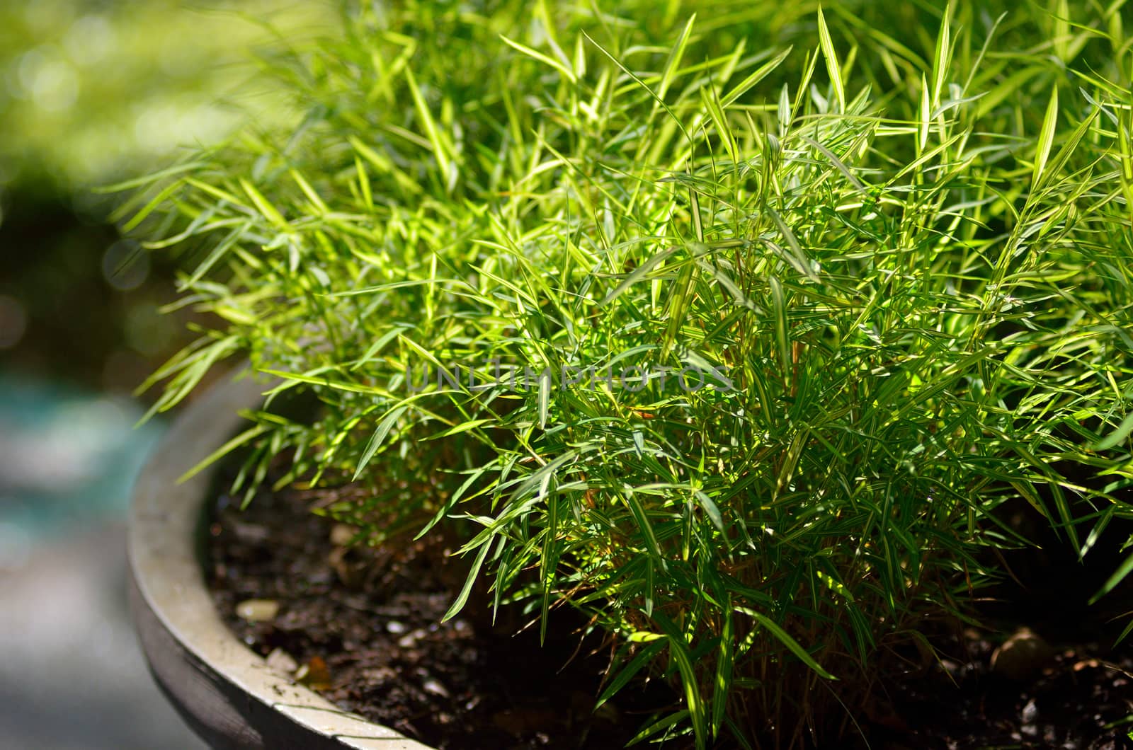 Nice bamboo plant with bokeh background