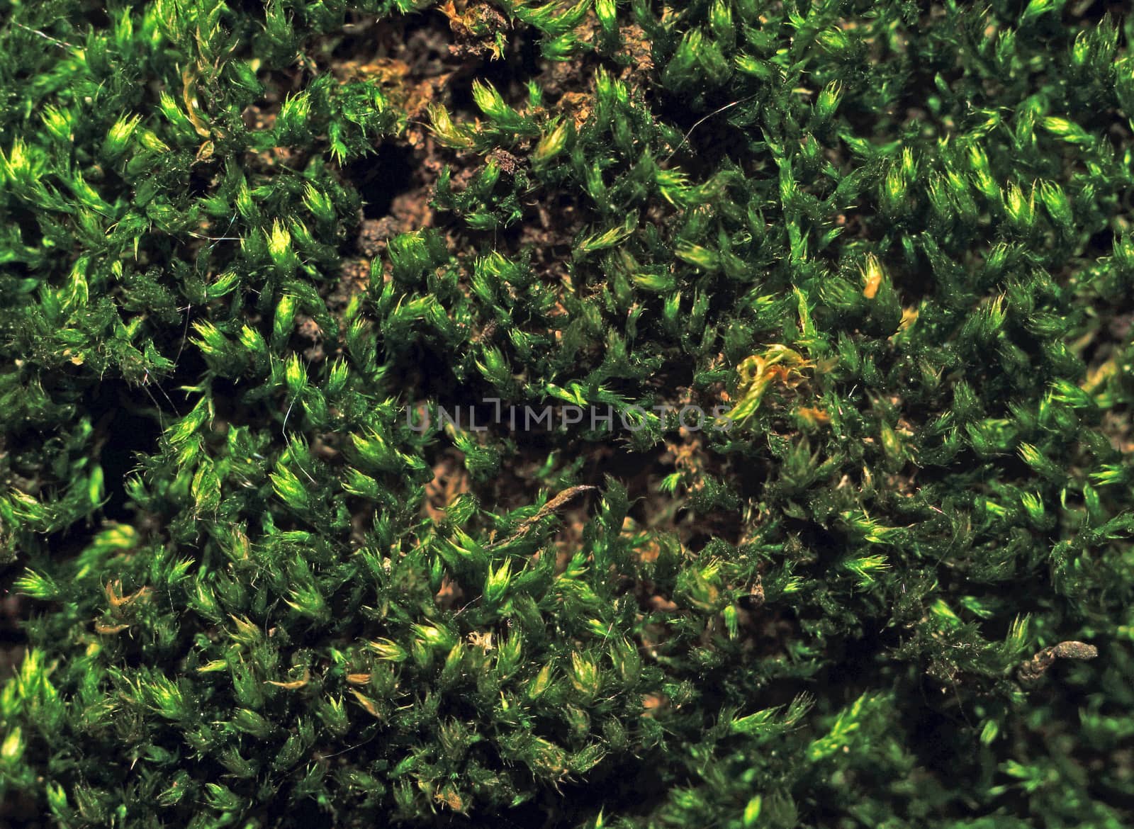 Texture moss on tree bark photographed in macro mode as background                               