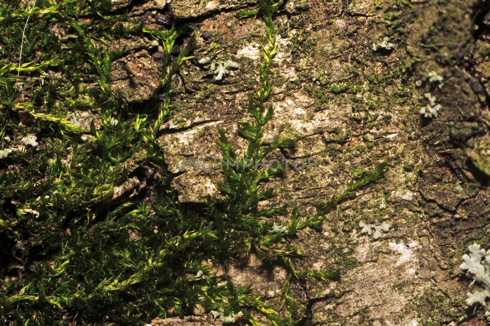 Texture moss on tree bark photographed in macro mode as background