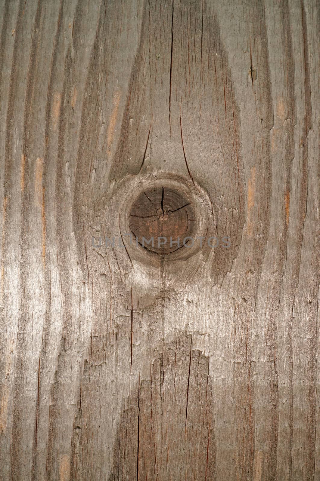  Texture of the old gray boards with knots                              