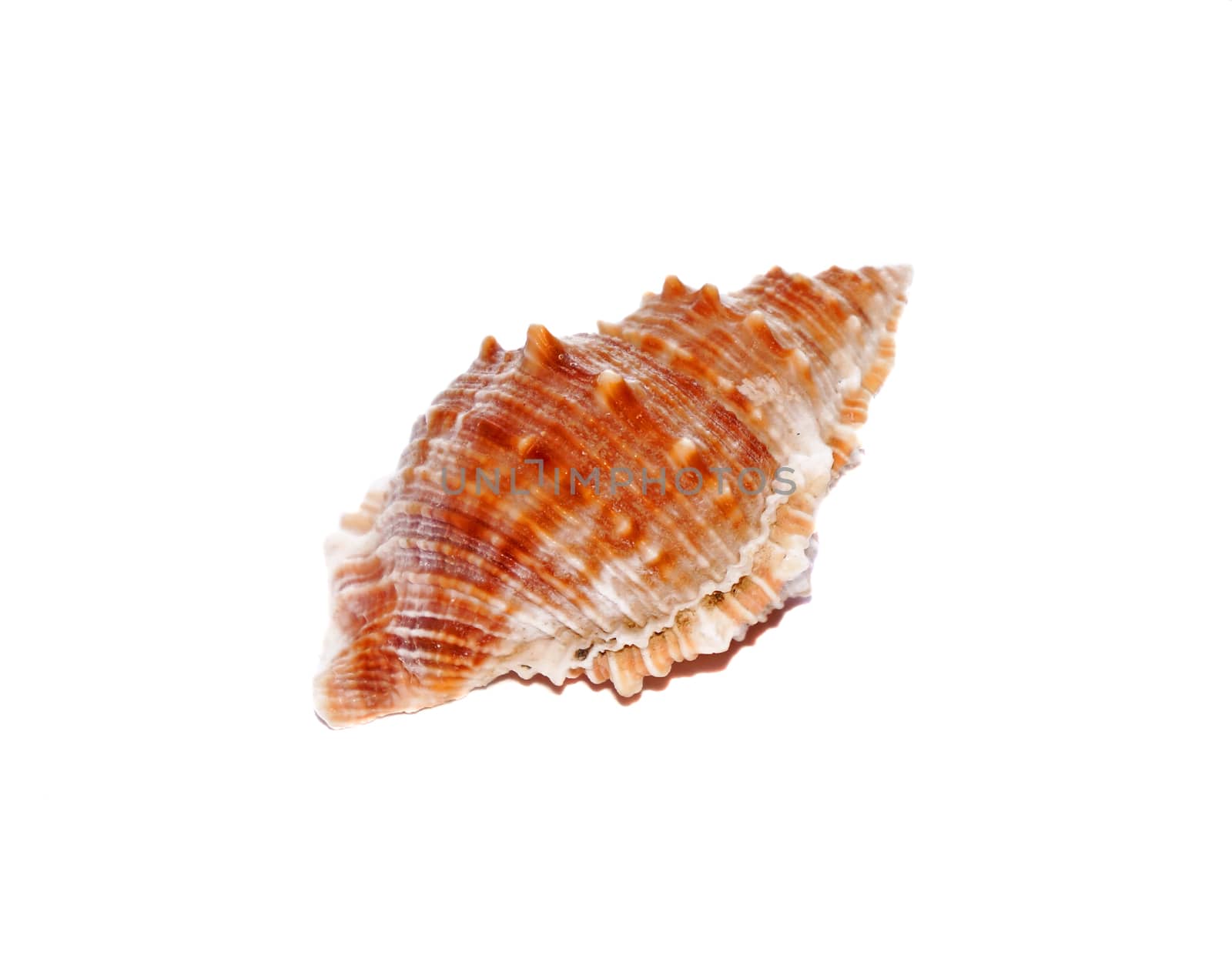 Seashell closeup isolated on white                        